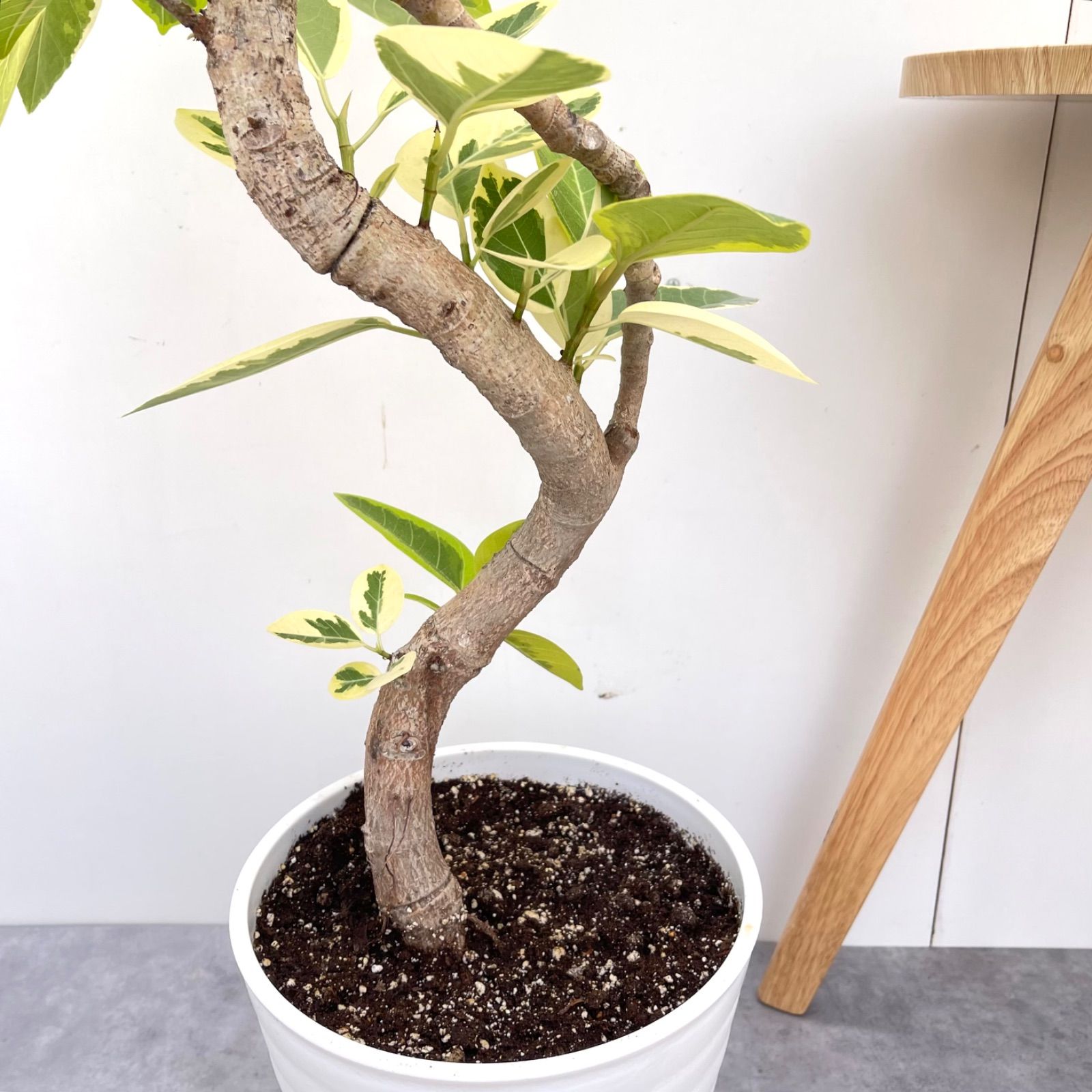 フィカス アルテシマ 曲がり 5【現品】観葉植物 室内 大型 フィカス