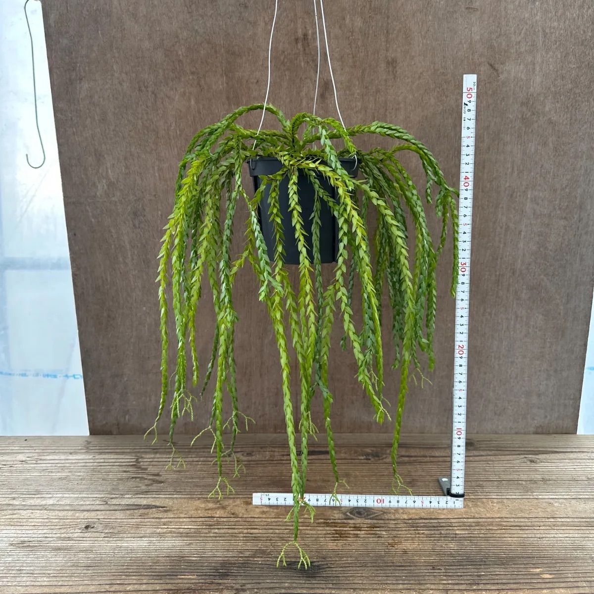 フペルジア スワンテール Phlegmariurus 現品 5号 フレグマリウス 観葉