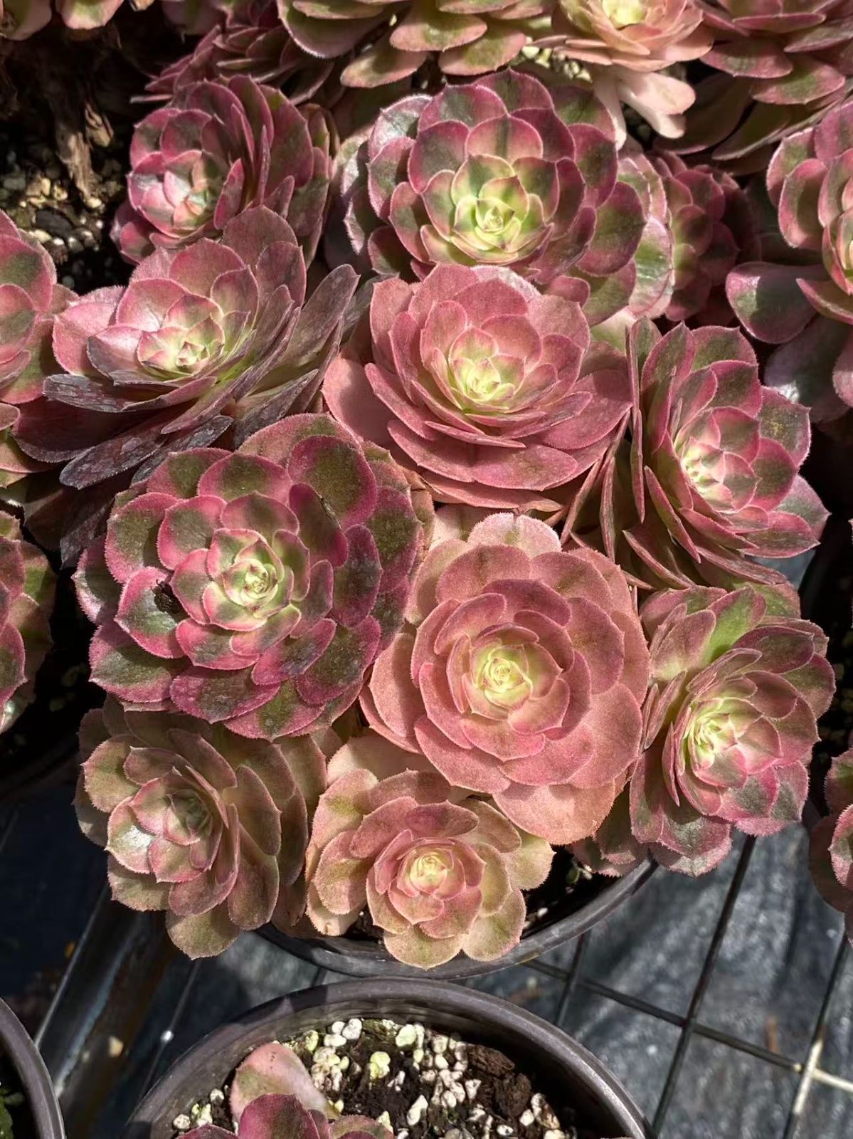 ZM1674×16 マルディグラ法師 抜き苗 多肉植物 アエオニウム エケベリア 韓国苗 YUZUMIYA_COM