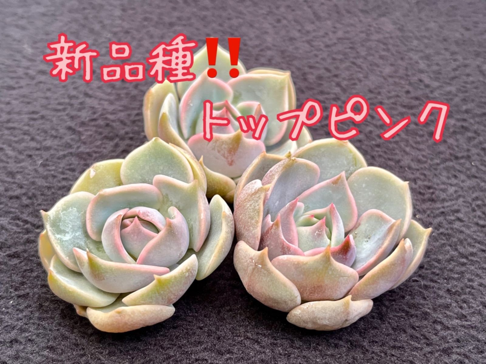 new！☆多肉植物 トップピンク エケベリア 韓国苗☆ - コロ多肉