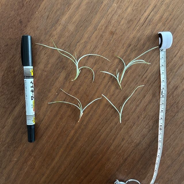 チランジア・キンバリー】ウスネオイデス ティランジア エアー