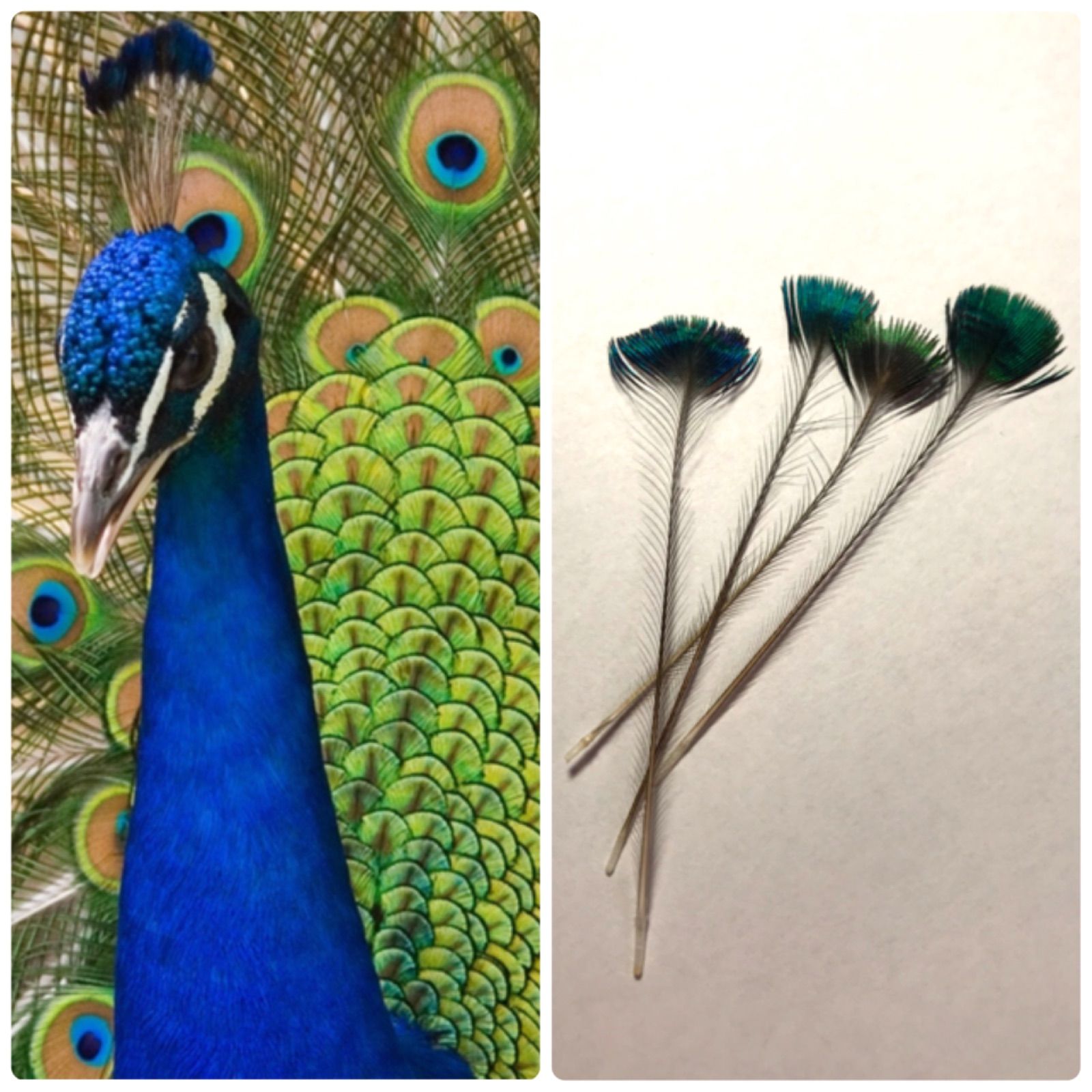 鳳凰 一億円札