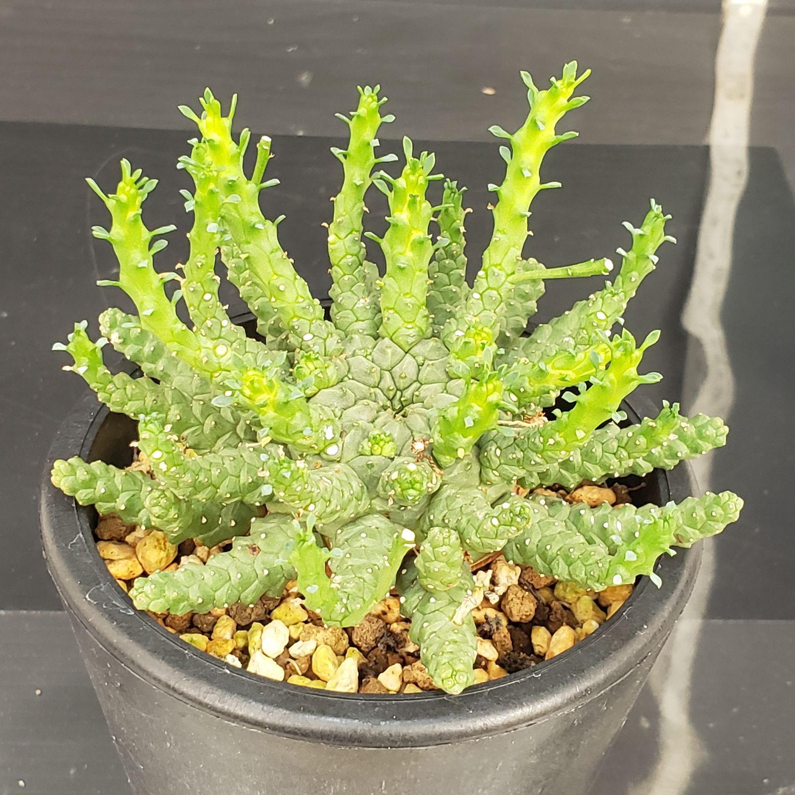 パキポディウム エニグマティクム 大株 発根株 (鉢付き) X459【自社