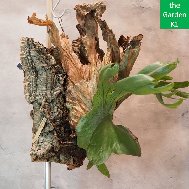 ビカクシダ スパーバム 板付 観葉植物 コウモリラン ビカクシダ（コウモリラン）・スパーバムの育て方：苔玉から板