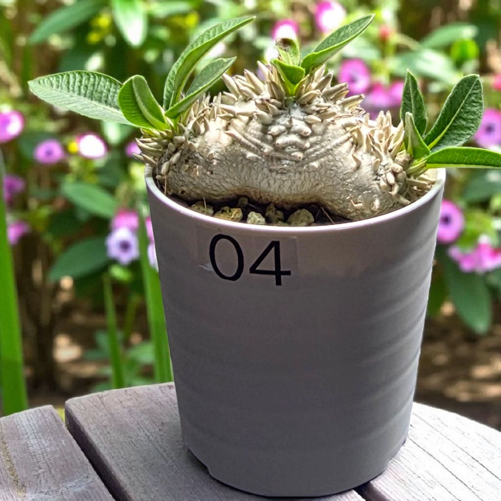 良形・人気種】パキポディウム・ブレビカウレ “恵比寿笑い