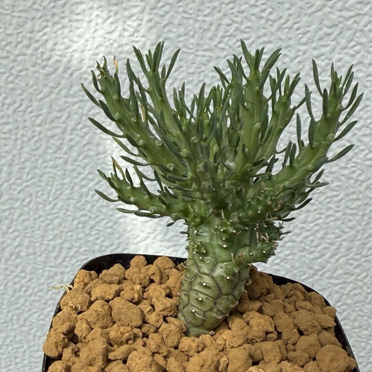 ユーフォルビア フスカ 現地球からカットした挿し木 発根済 008