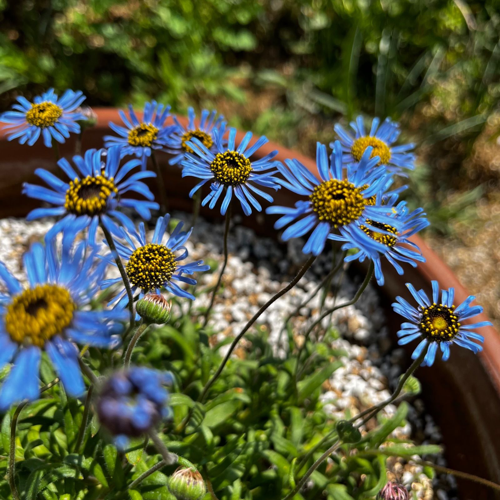 キングフィッシャーデイジー キングフィッシャーデージー 種 20粒