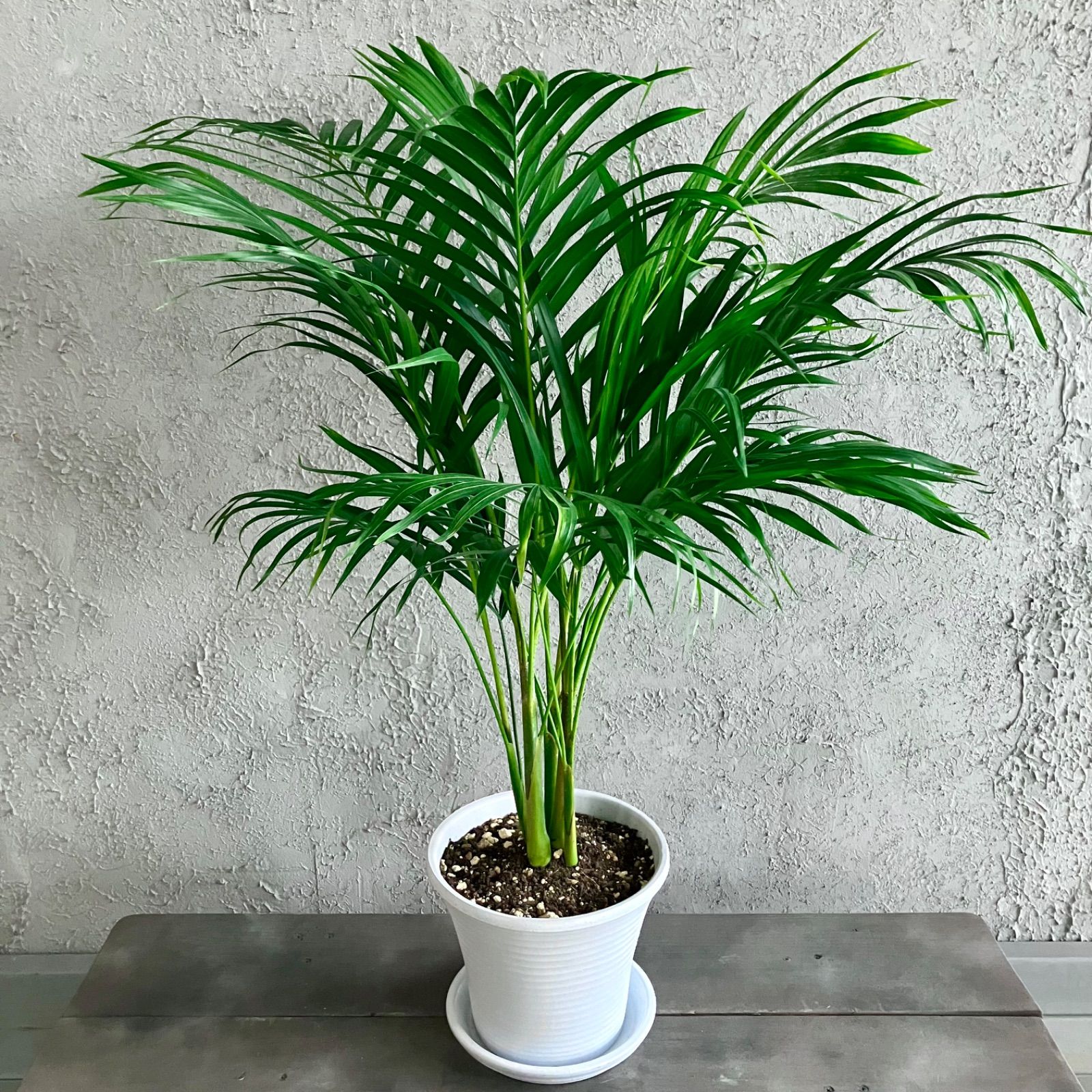 サンセベリア ゼラニカ 7号 アンティーク風テラコッタ性鉢植え 受け皿