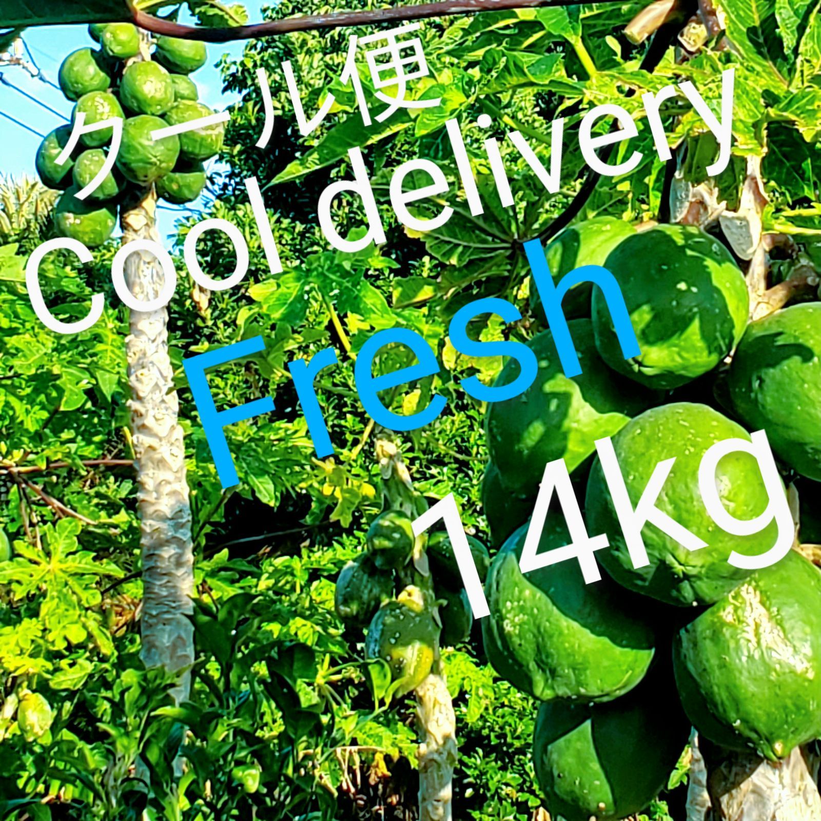 青パパイヤ 14kg greenpapaya  クール便  健康野菜 スーパーフード