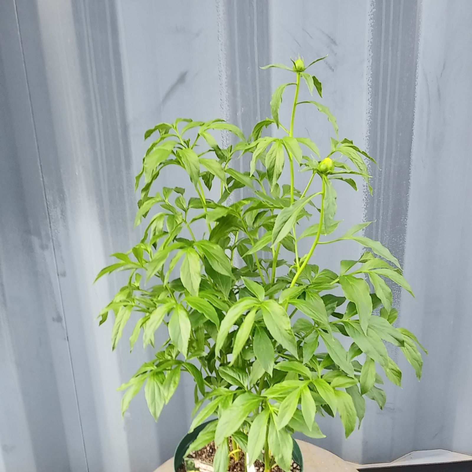 黄花八重 ||
