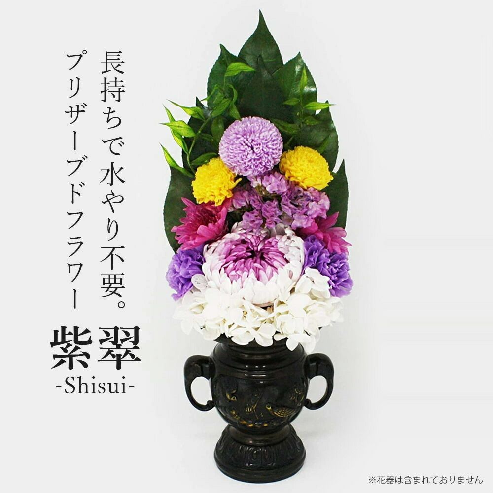 胡蝶蘭 原種 ビオラセア フラスコ ヴィオラケア Phal ファレノプシス