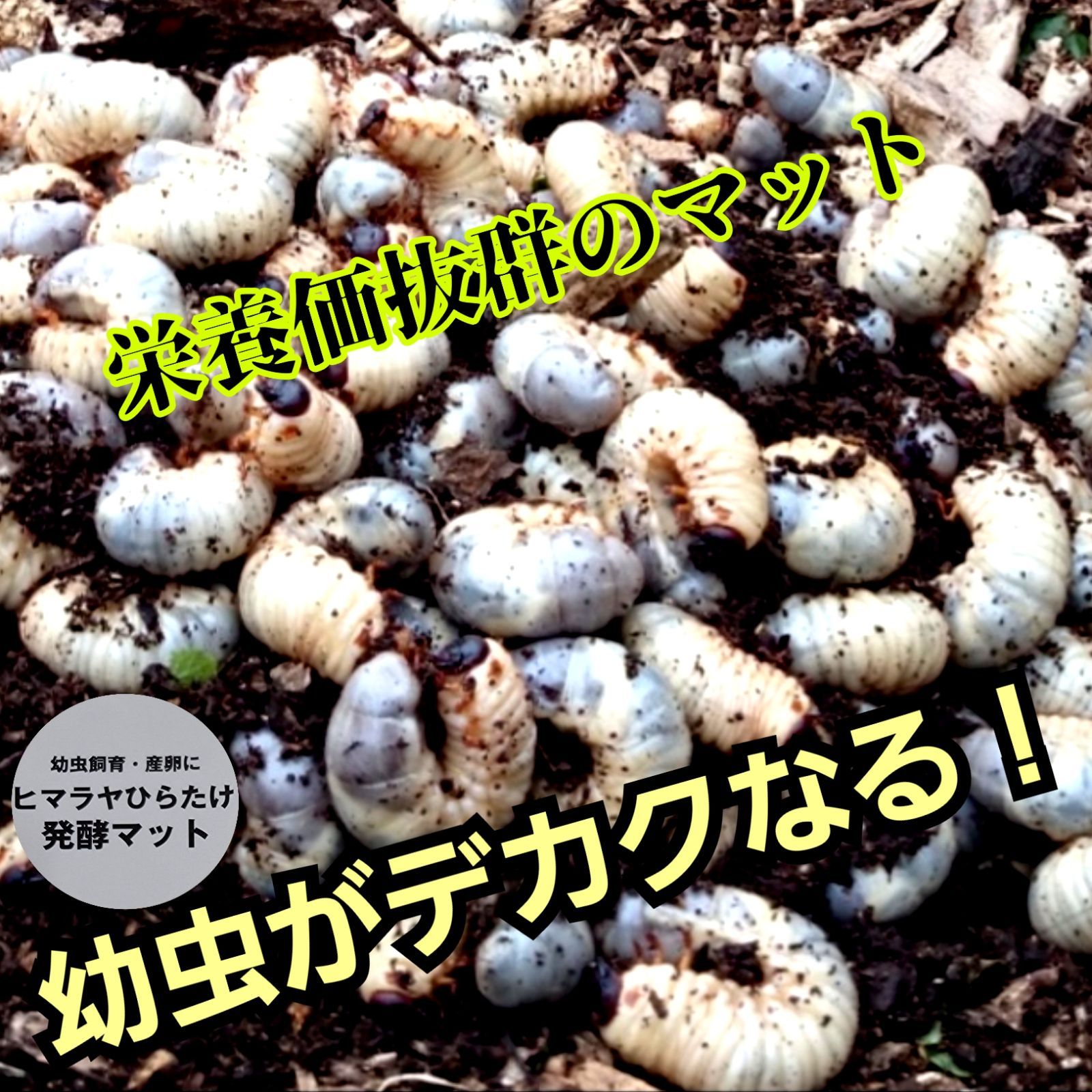 ヒマラヤひらたけ発酵マット