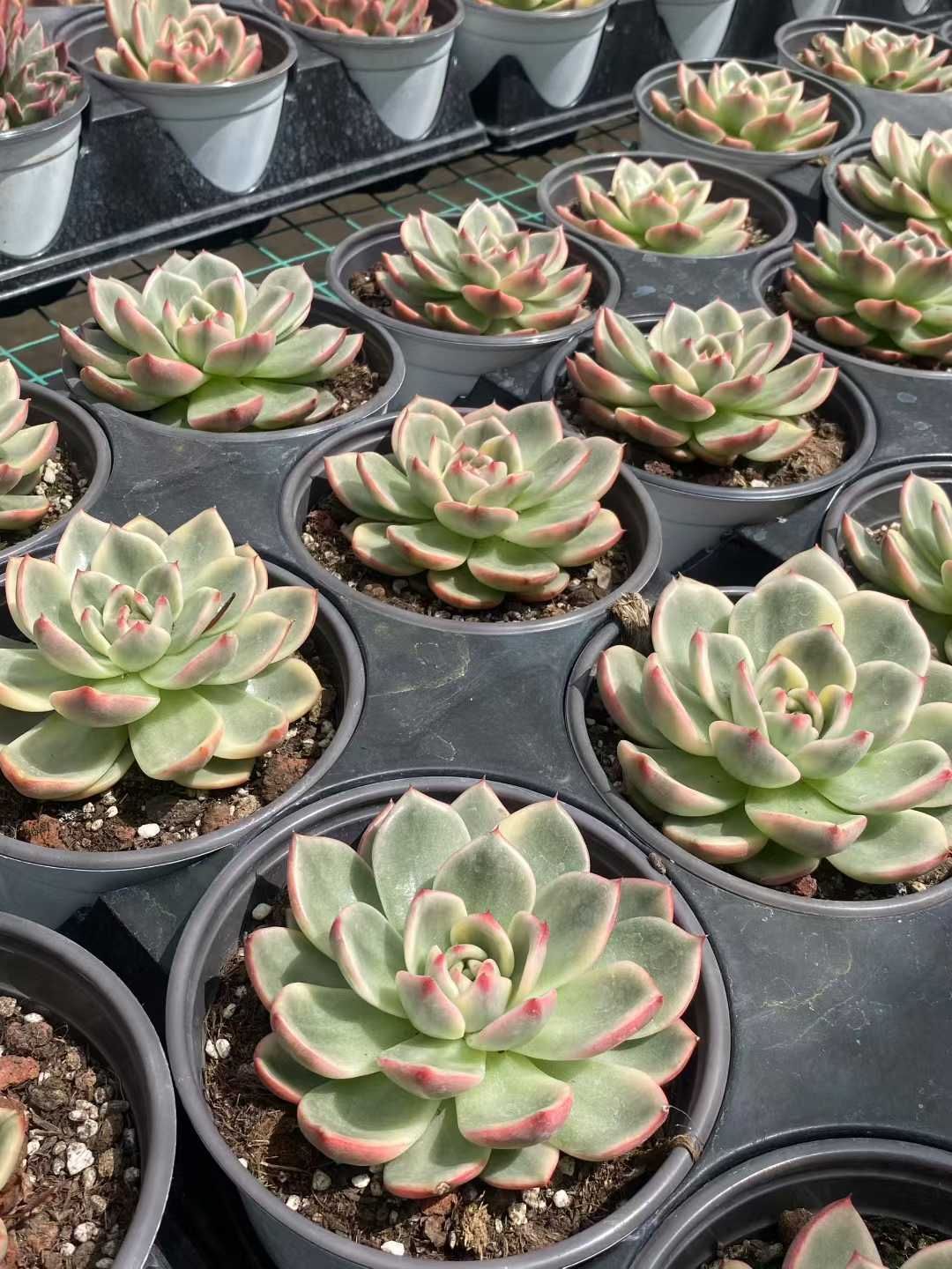 12株の抜き苗セット グリーンドラゴン錦 多肉植物 佐川急便発送 エケベリア 韓国苗 MY520 WWW_GEBZETESISAT_COM_TR