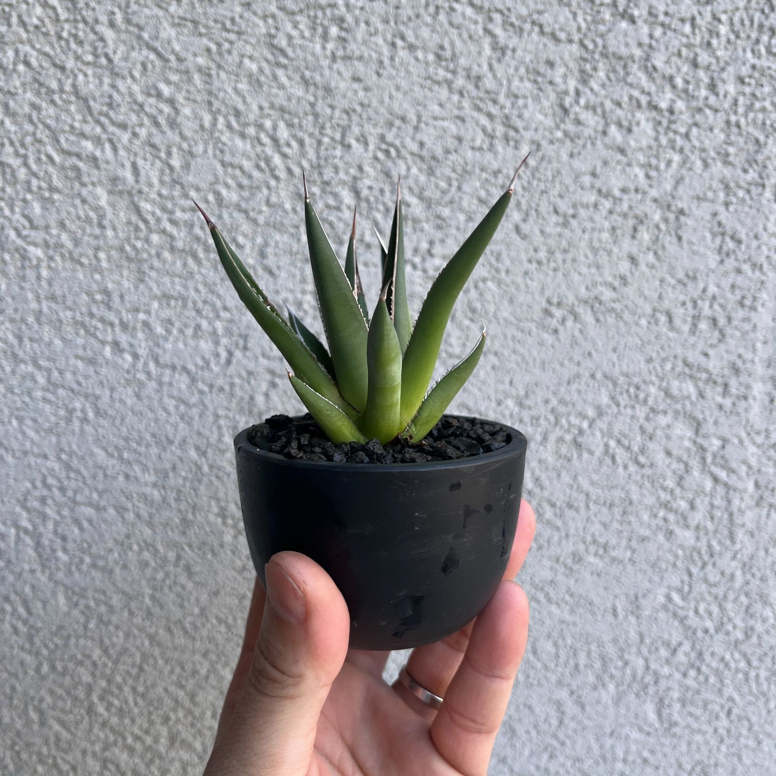 アガベ ホリダ実生 42株まとめ売り [215] 【公式通販】