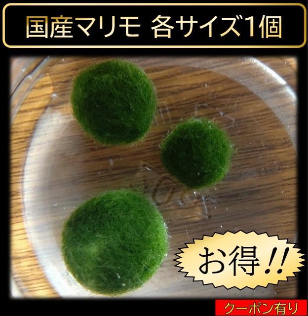 国産マリモ 約１cm 100個 癒しのマリモ無農薬 国産マリモ 約1cm 100個 癒しのマリモ無農薬 楽天市場】癒し