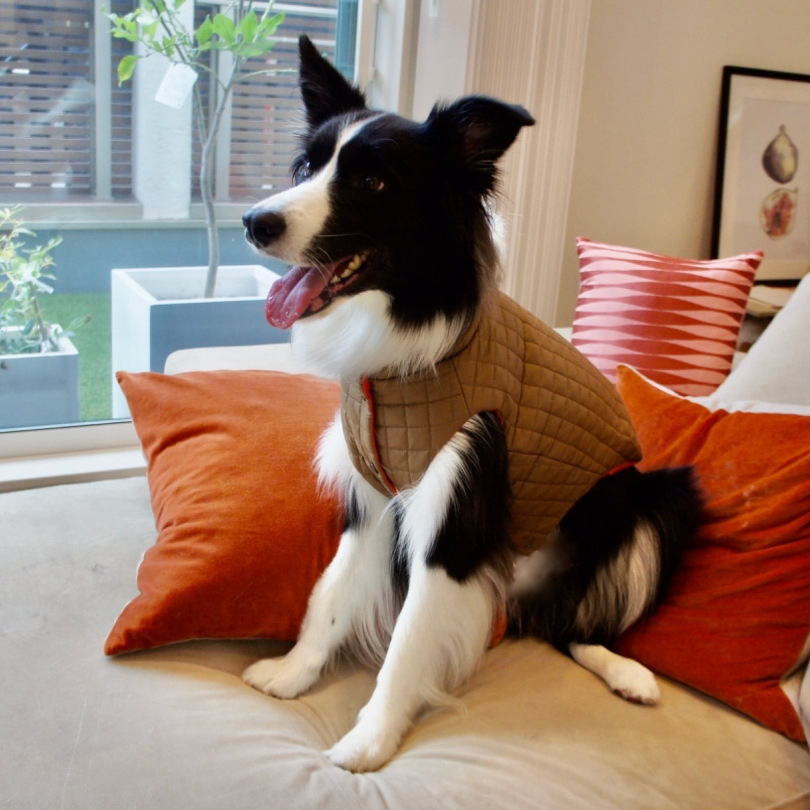 バーバリー モッズコート ノバチェック犬 4ウェイ ライナー フーディー