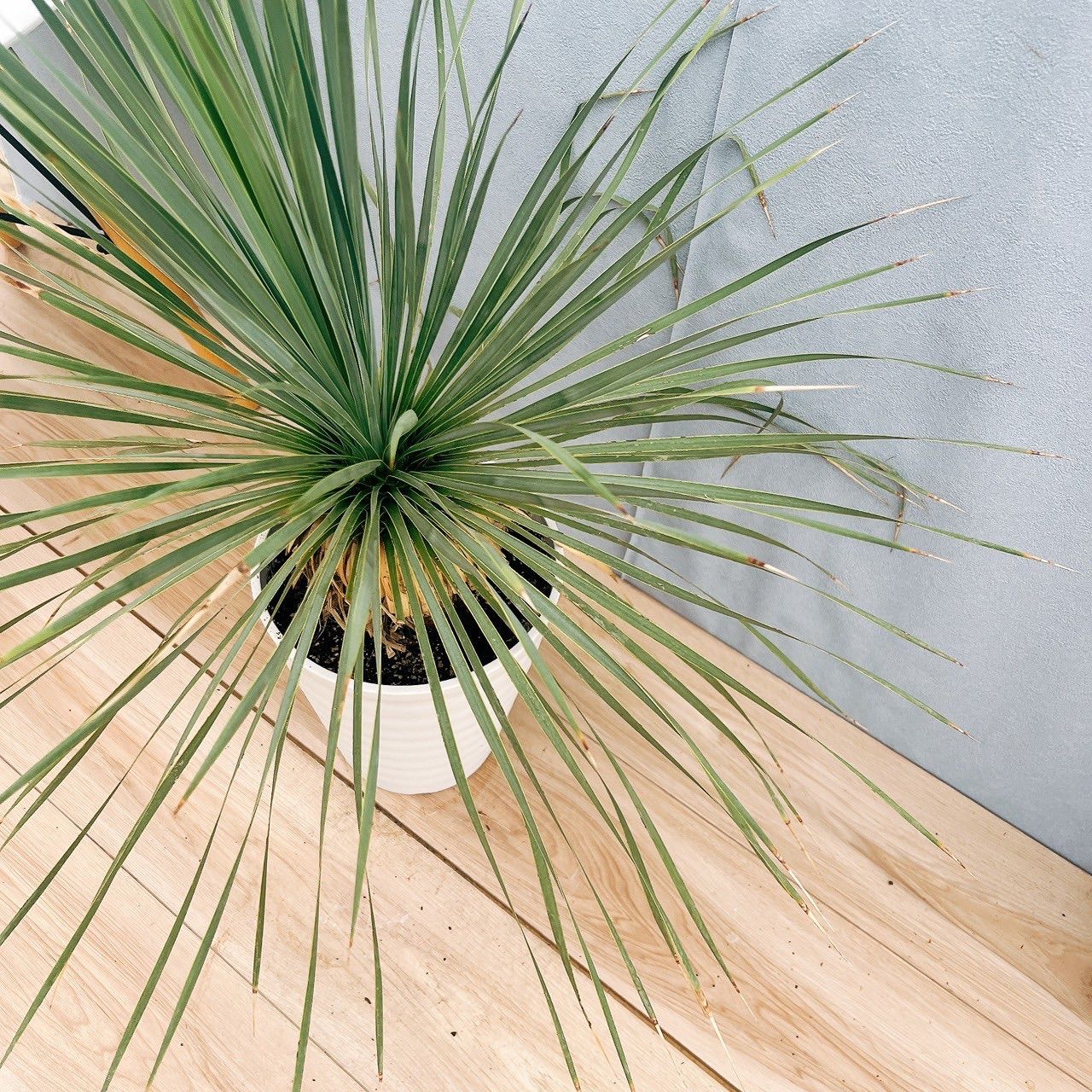 ユッカ ロストラータ サファイアスカイズ 8【現品】 ☆希少☆ 観葉植物