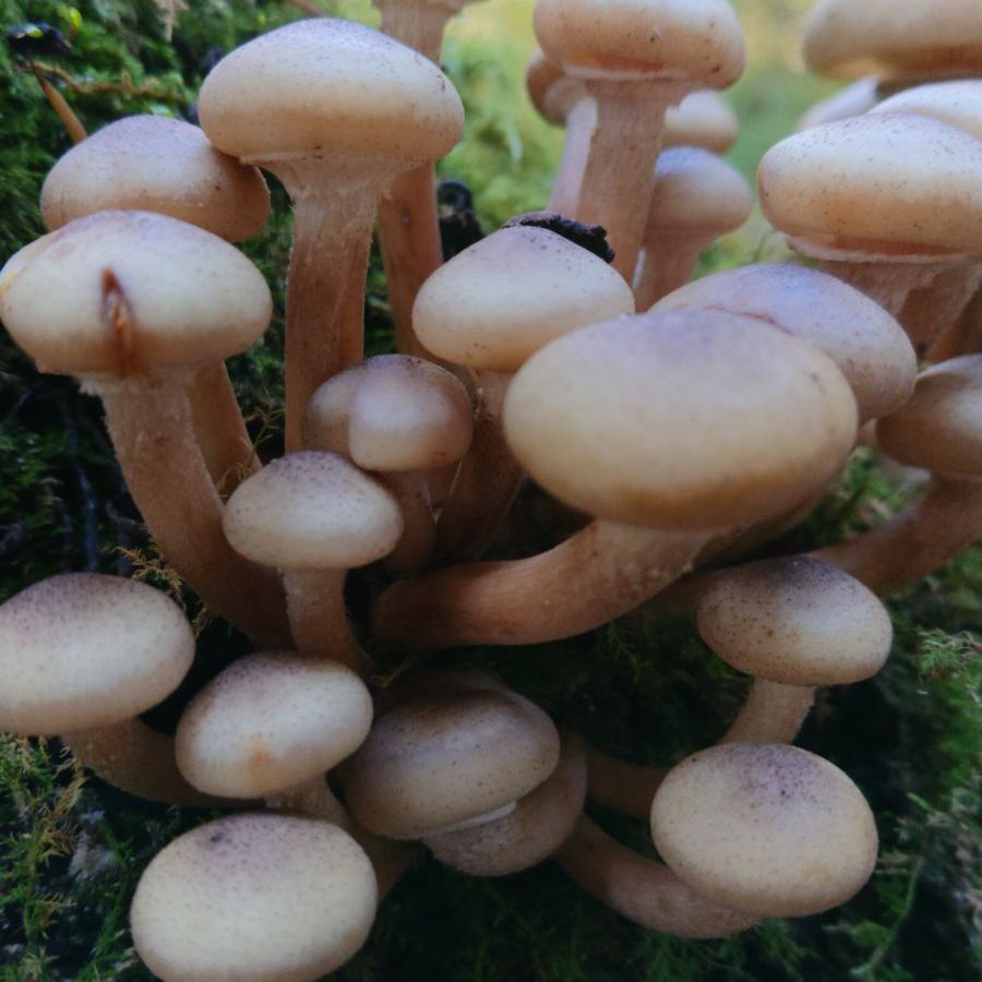 秋田県産 天然きのこ ナラタケ さわもだし もだし 1kg 採れたて 秋田