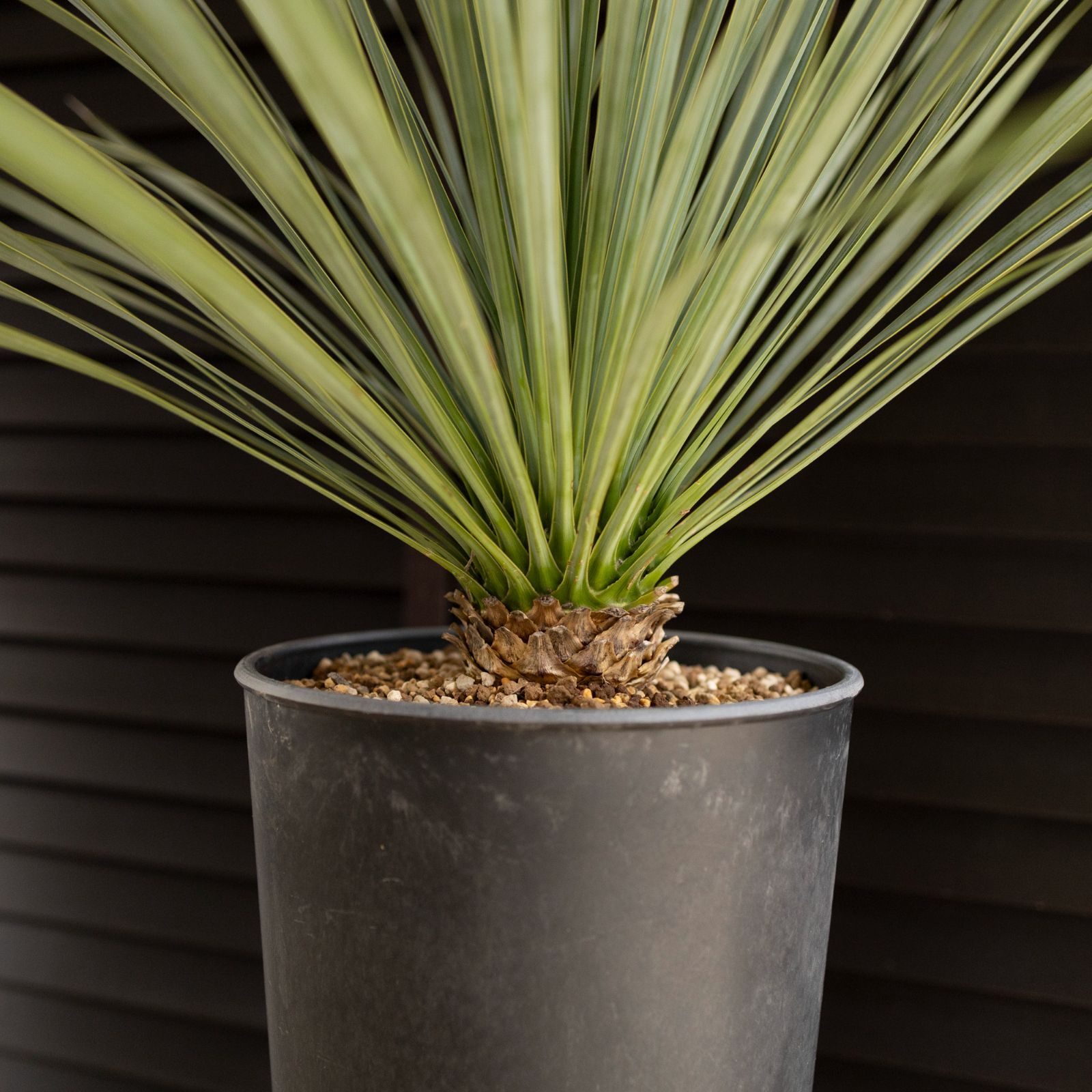 ユッカロストラータ 16苗 鉢のまま発送 (8苗も可) ユッカロストラータ 60苗