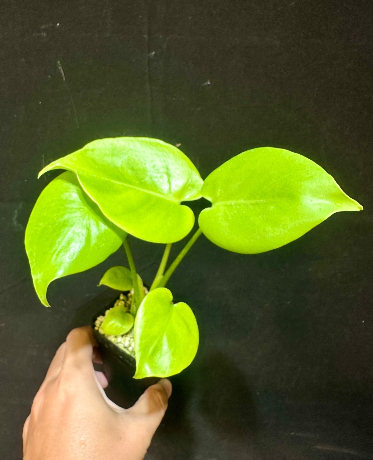 モンステラ デリシオーサ 'Triple Yellow' 新種 黄金葉 モンステラ