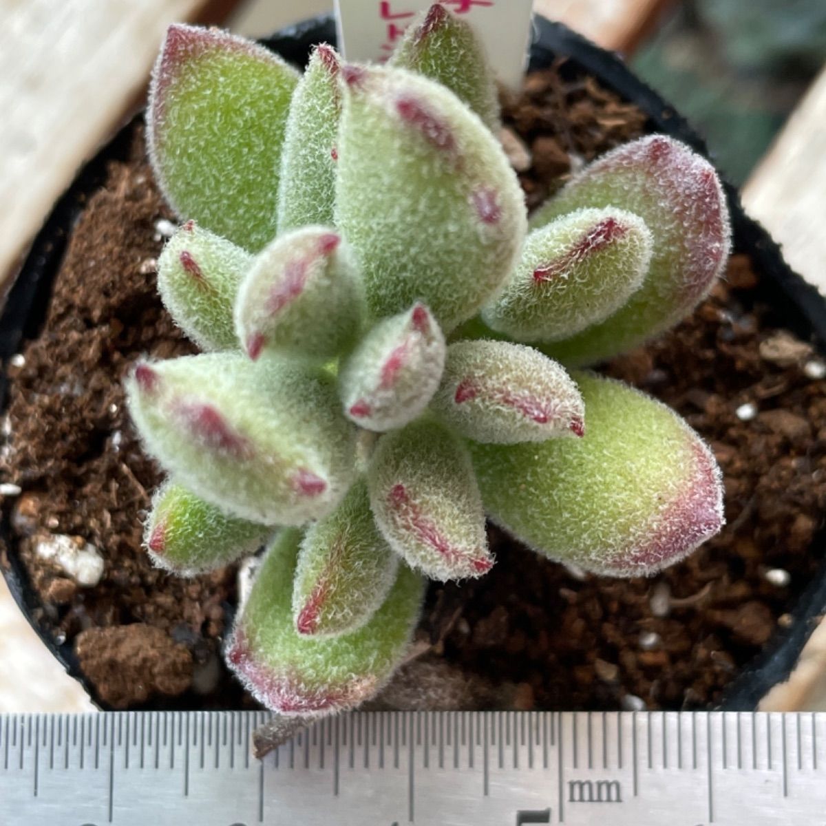 まー様専用❣️子猫の爪❣️熊童子❣️札付き❗️多肉植物 抜き苗