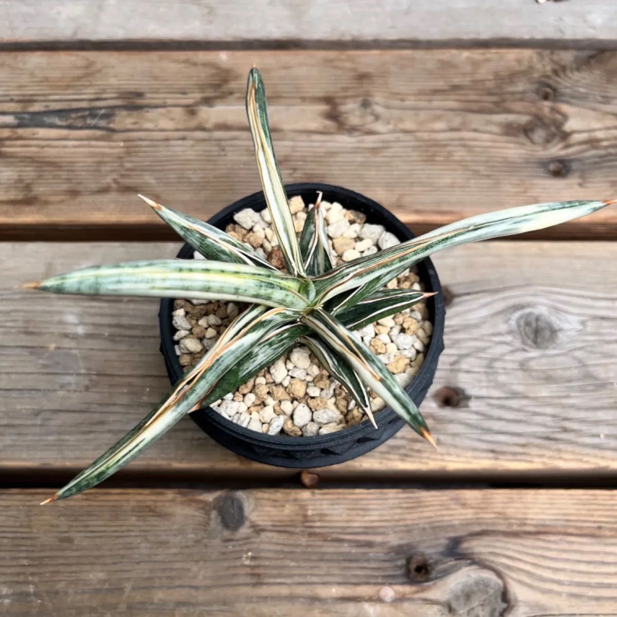 ト*1様 S8119★オークション販売★ サンスベリア ブルークローン ホワイト Yahoo!オークション -「サンスベリア ブルークローン」の落札