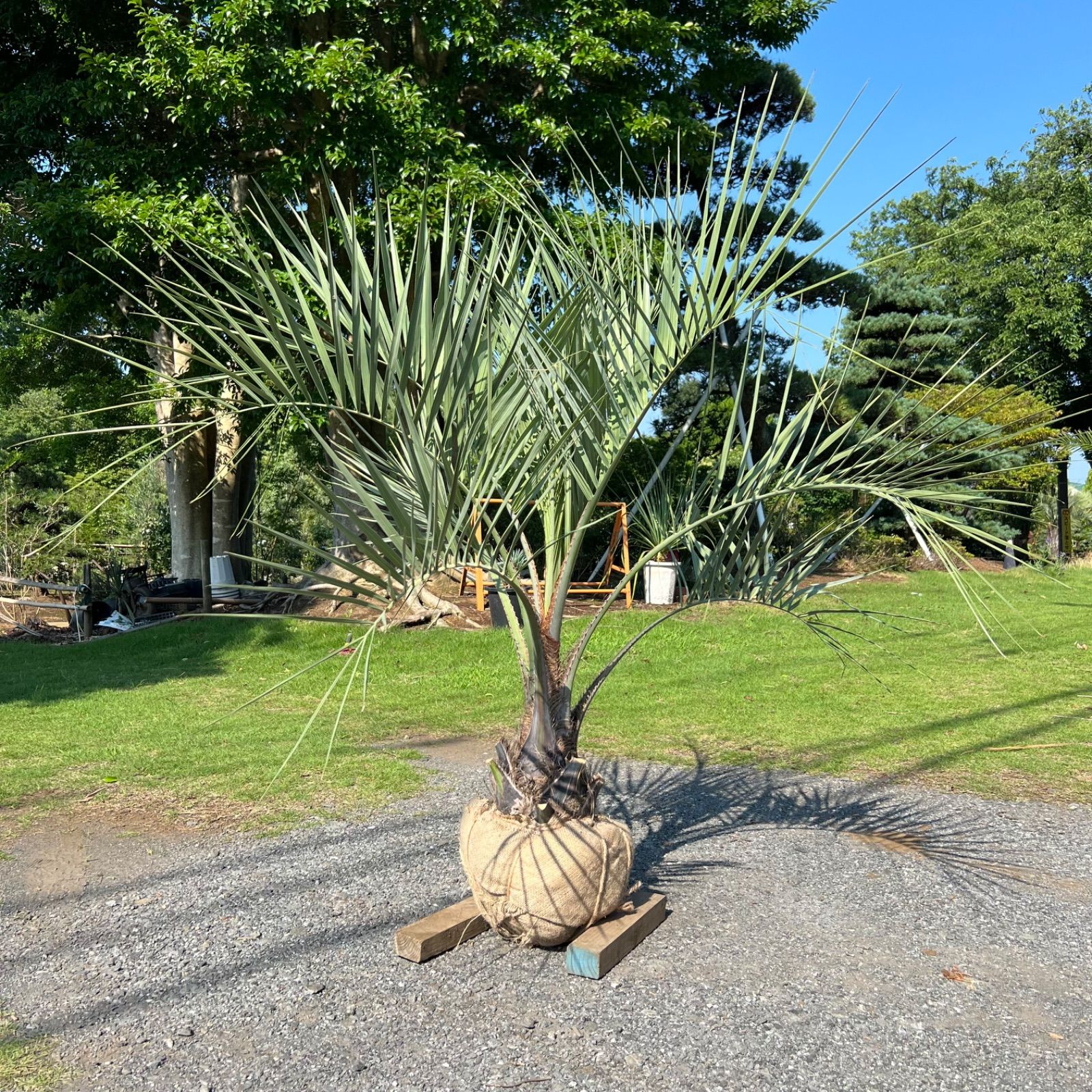 4m40cm】ココスヤシ ココスヤシ 人気サイズ 極太 葉尺4m シンボル