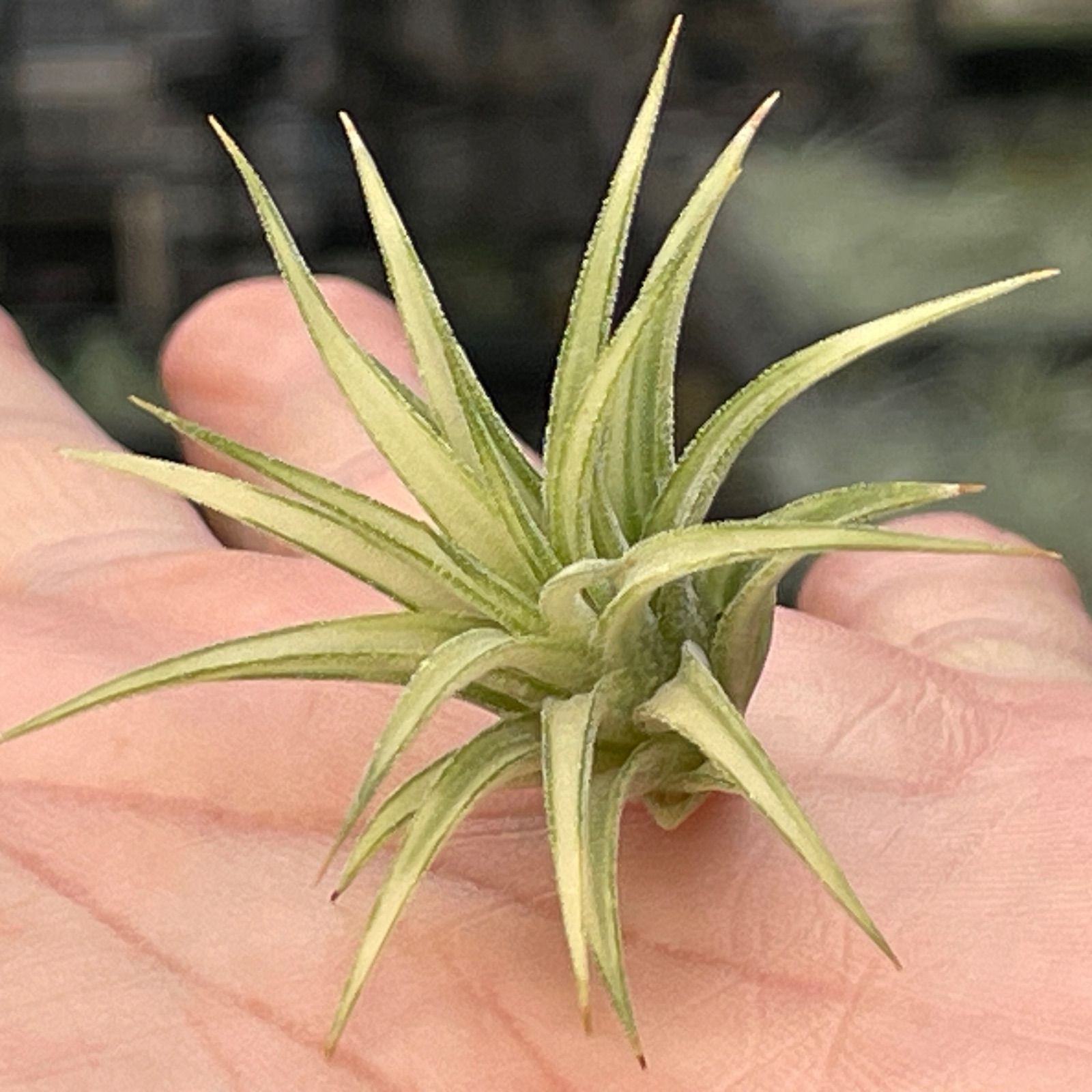 4.5φ×3.5]チランジア イオナンタ アルボマルギナータTillandsia