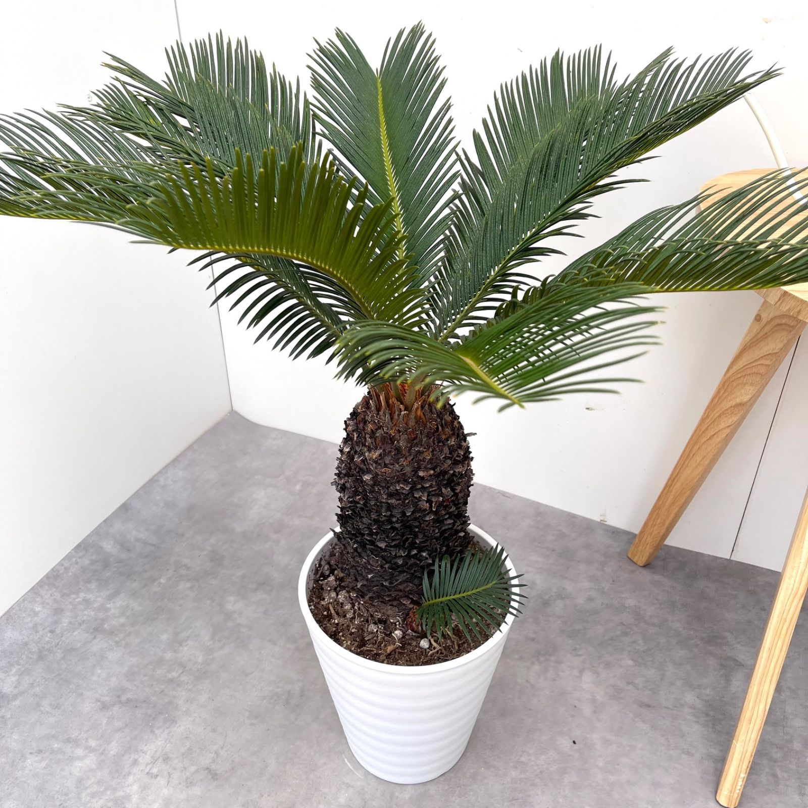 売約済※ソテツ 蘇鉄【現品】ドライガーデン 観葉植物 屋外 大型