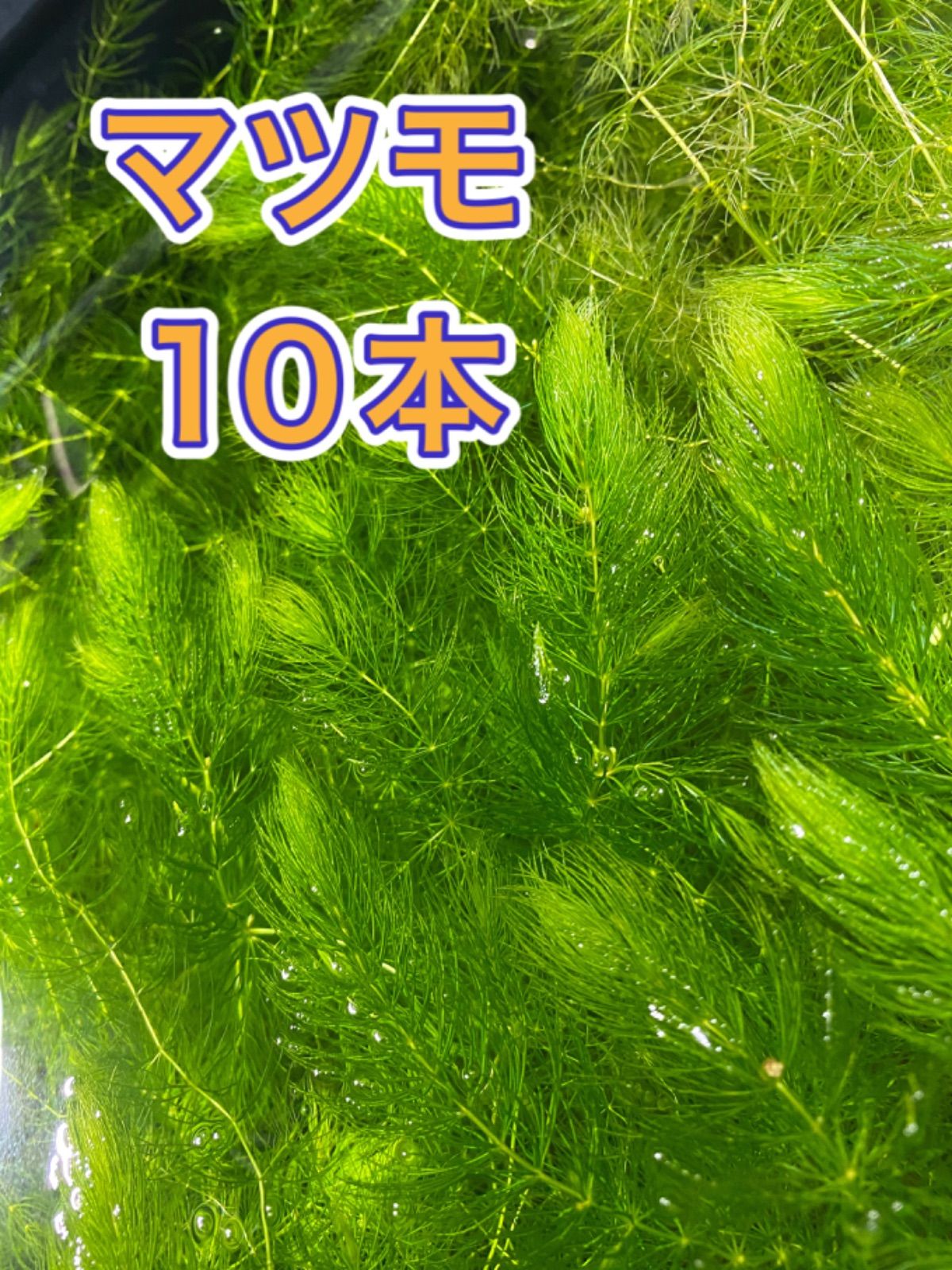 水草 マツモ 10本 - 水草