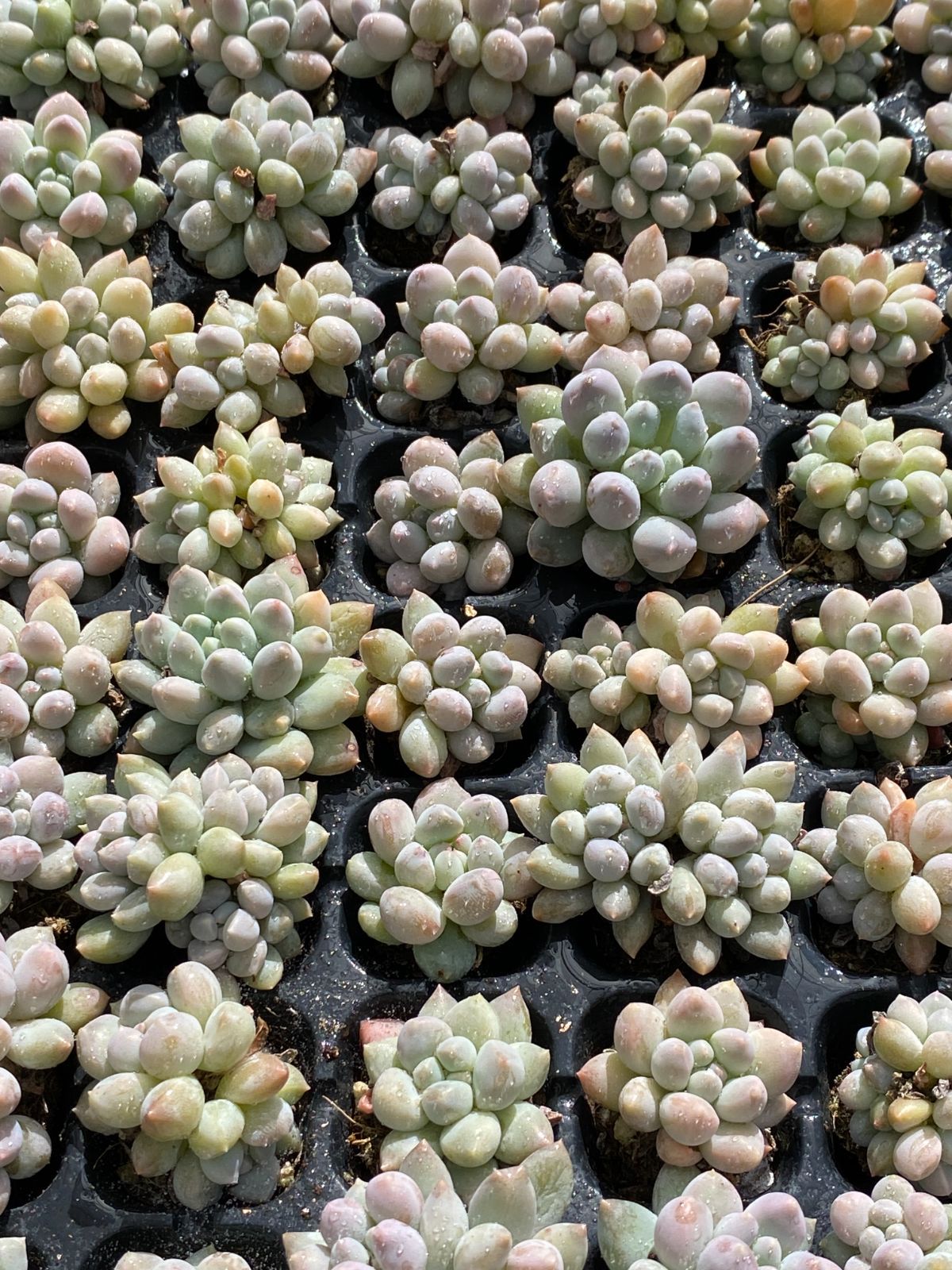 こ*ん様 15種類セット K1061×105苗 土付き 詰め合わせ 多肉植物 エ 15種類セット K1061×105苗 土付き 詰め合わせ 多肉植物