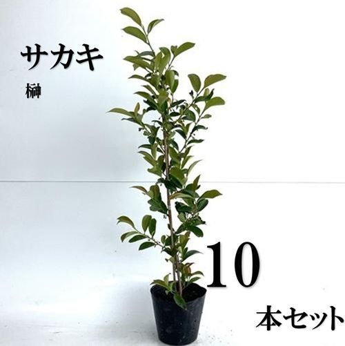 10本セット サカキ ホンサカキ 本榊樹高0.6m前後15cmポット