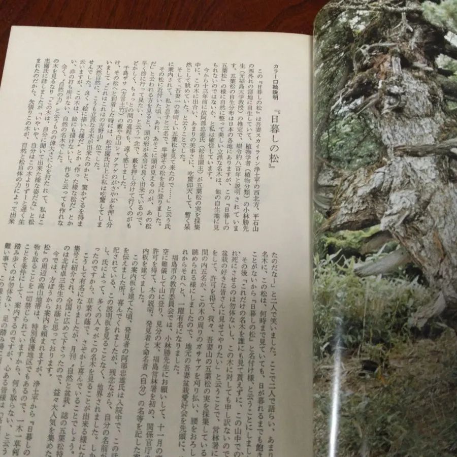 ⚫図解盆栽樹形の作り方 五葉松盆栽の整姿・整形 ☆阿部倉吉