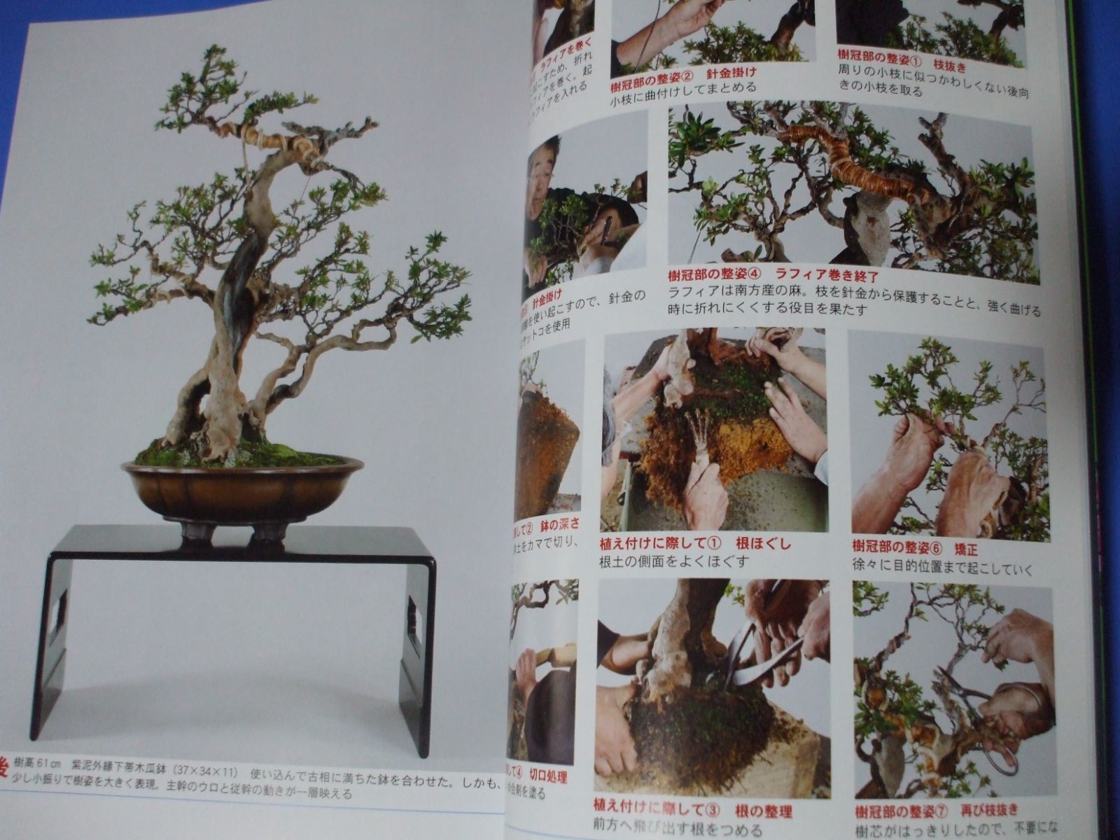 ☆サツキ☆盆栽と花を楽しむ - メルカリ