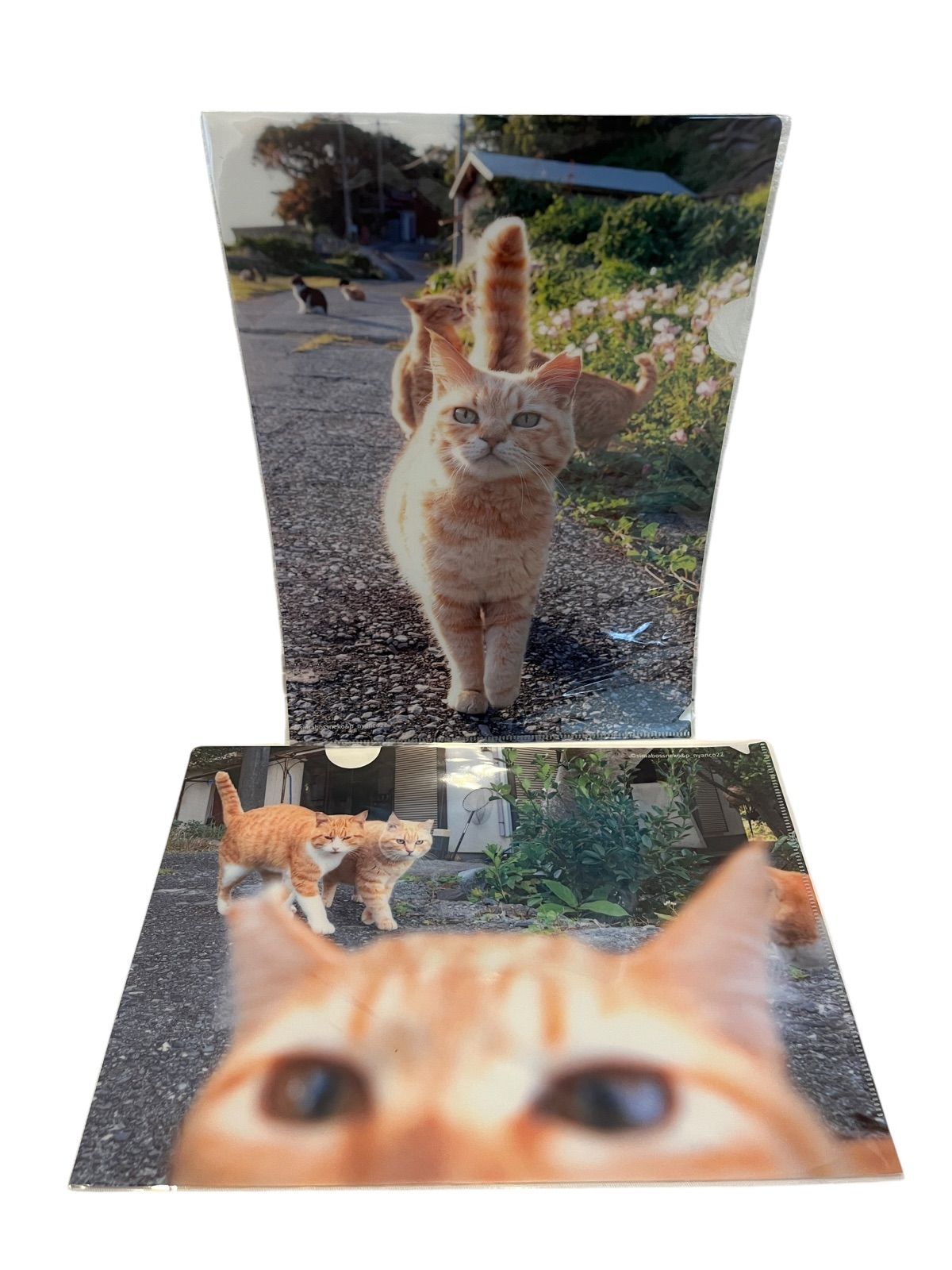 ZG9【美品】simabossneko's shop 猫 クリアファイル全種14枚