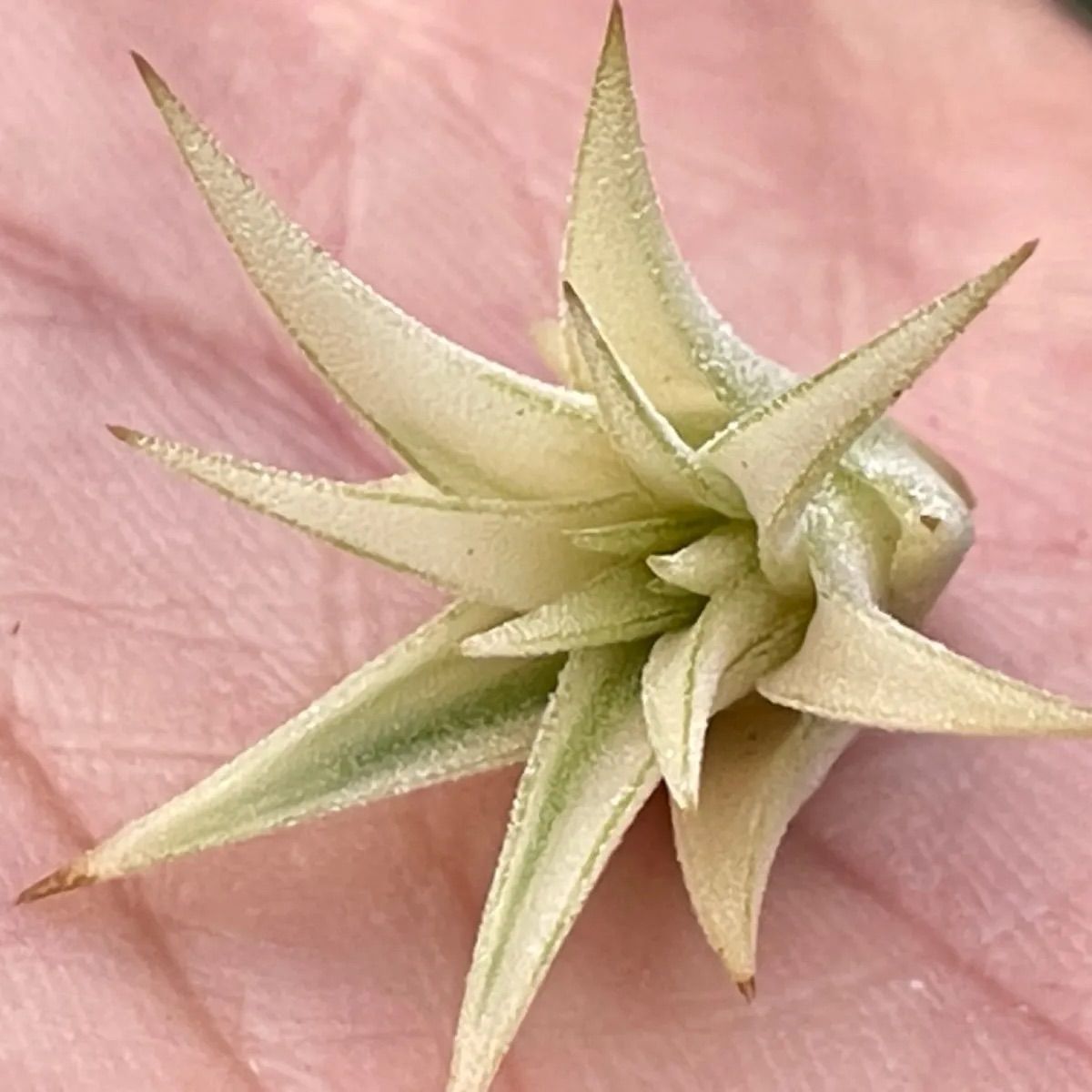 チランジア イオナンタ アルボマルギナータT.ion.Albomarginata - メルカリ