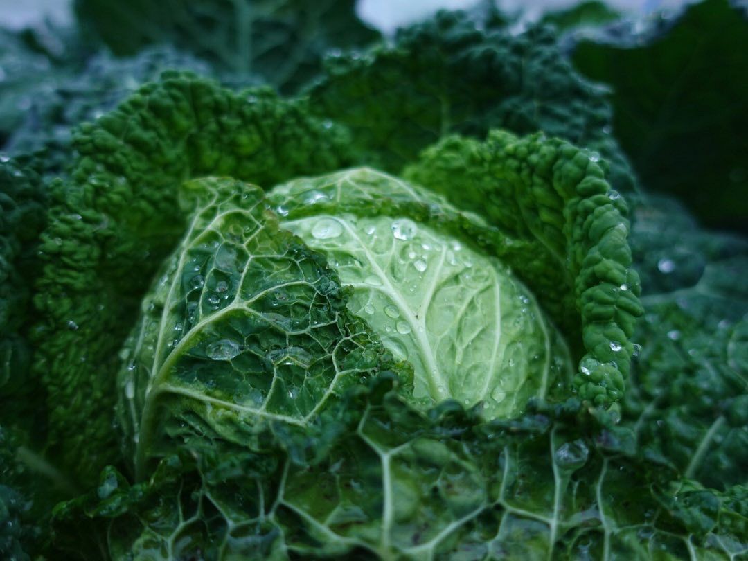 新鮮秋冬カラフル野菜詰め合わせ６０サイズ - メルカリ