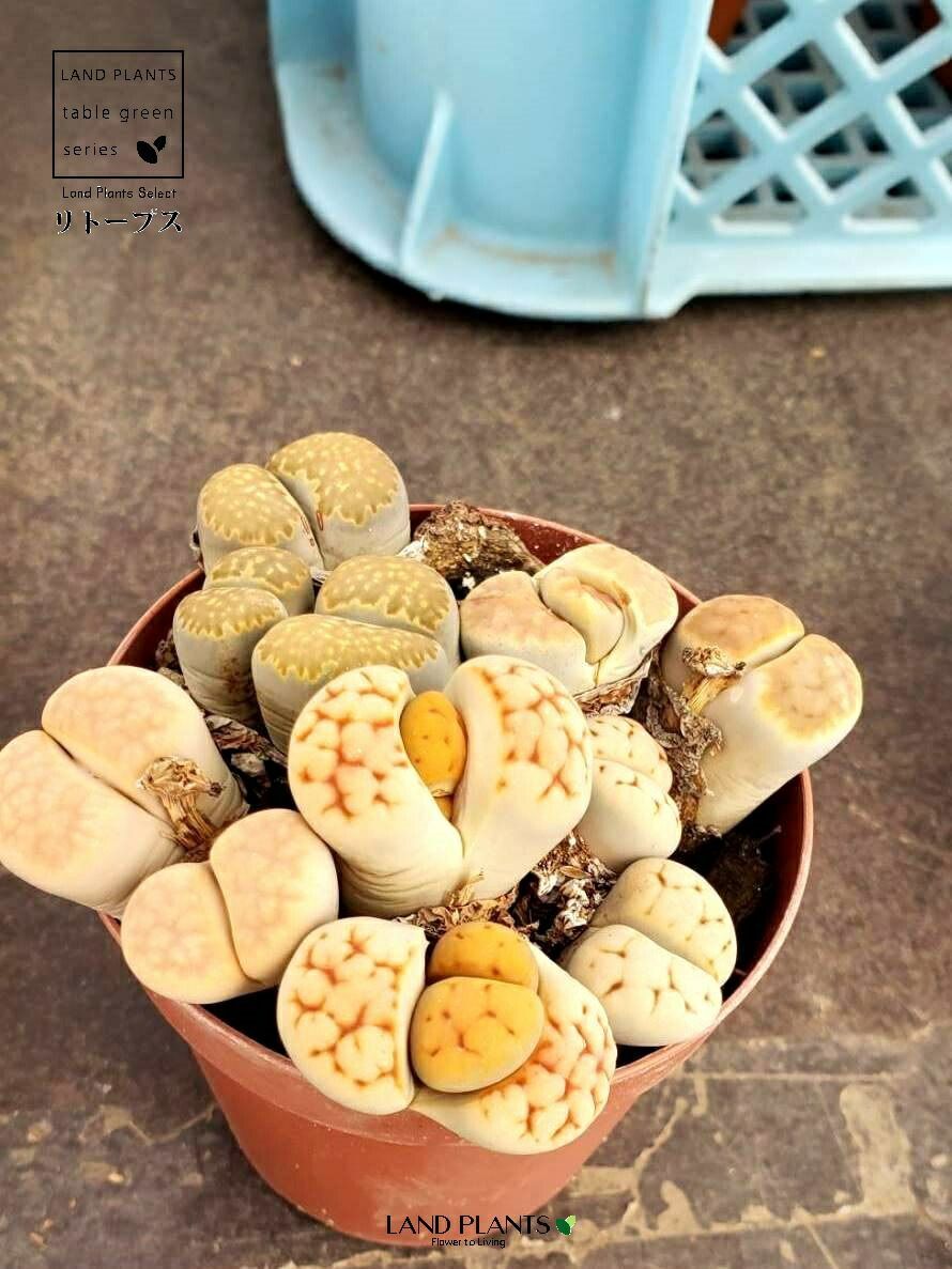 エリカ ルザミーネ　アイリス　PSA10 3枚セット エリカ ルザミーネ アイリス PSA10 3枚セット エリカ ルザミーネ