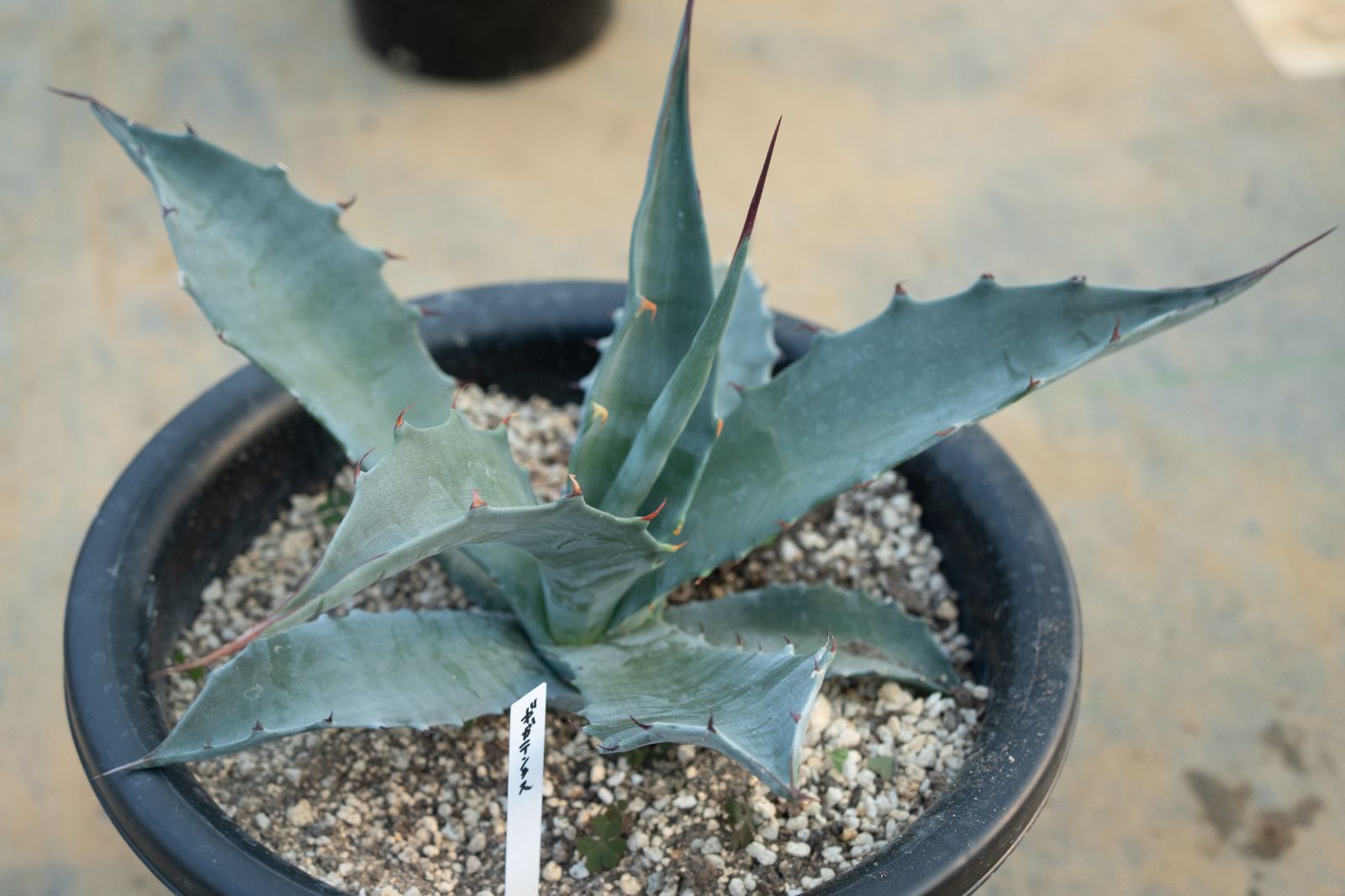 アガベ　コロラータハイブリッド　レオ　大株　子株付きセット アガベ コロラータハイブリッド レオ 大株 子株付きセット 2025