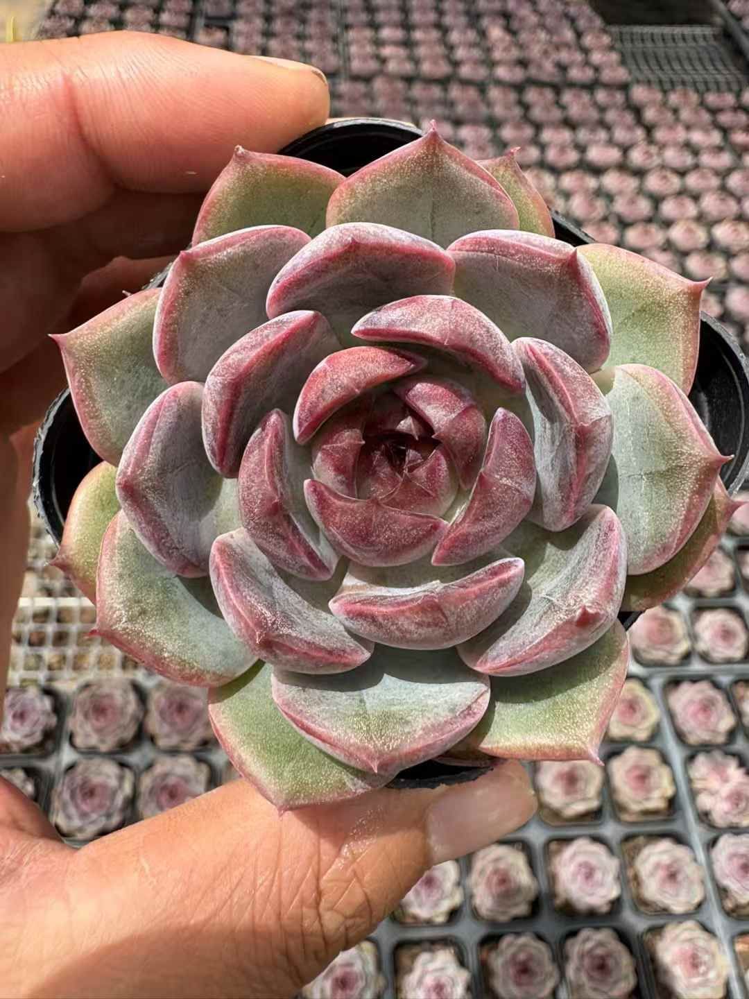 ぴ*け様 A-QS1007-2　ブルーベリー　抜き苗　35株　多肉植物 エケベリ 50株の抜き苗セット】ブルーベリー 多肉植物 佐川急便発送 エケベリア