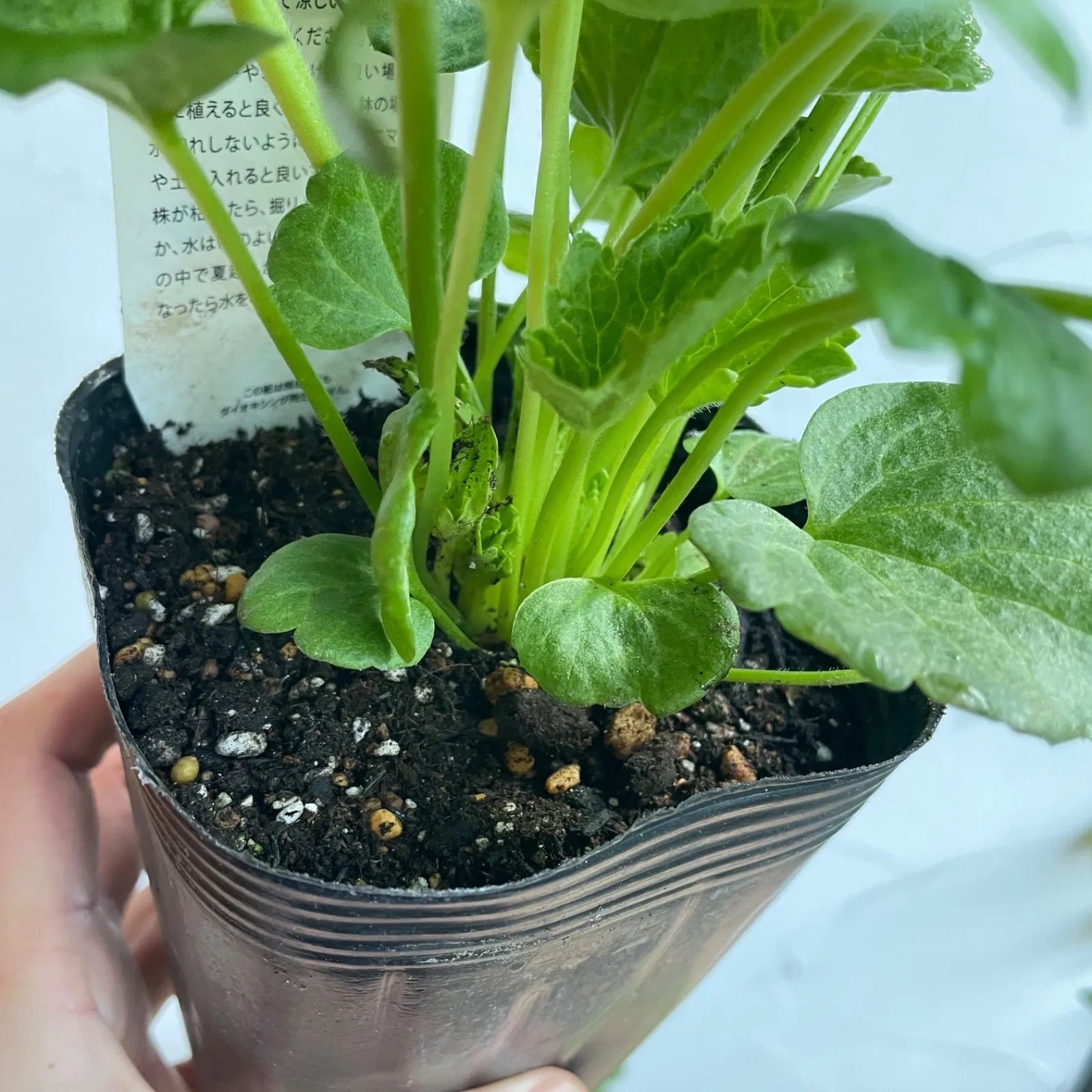 球根植物】ラナンキュラスラックス 4号ラベル苗 開花見込み株 - メルカリ