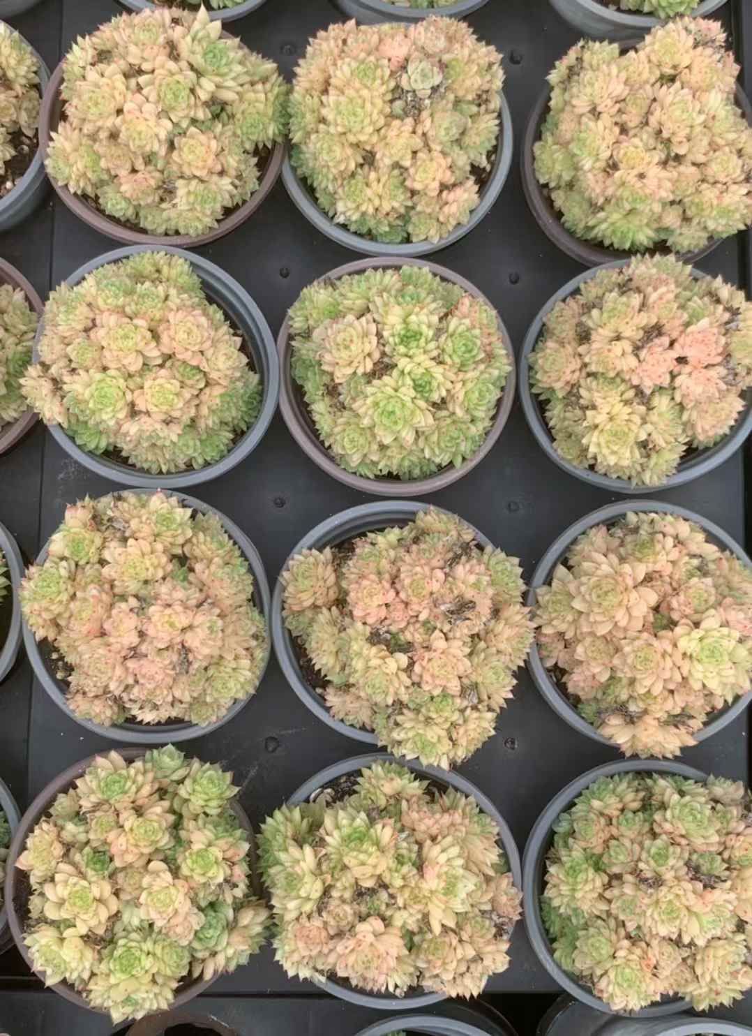 エケベリア 韓国苗