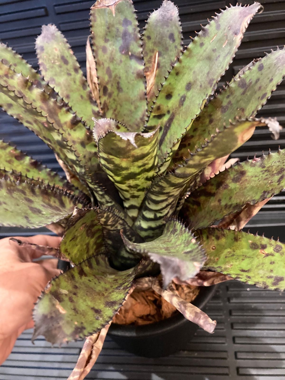 エクメア Aechmea Orlandiana Pickaninny タンクブロメリア