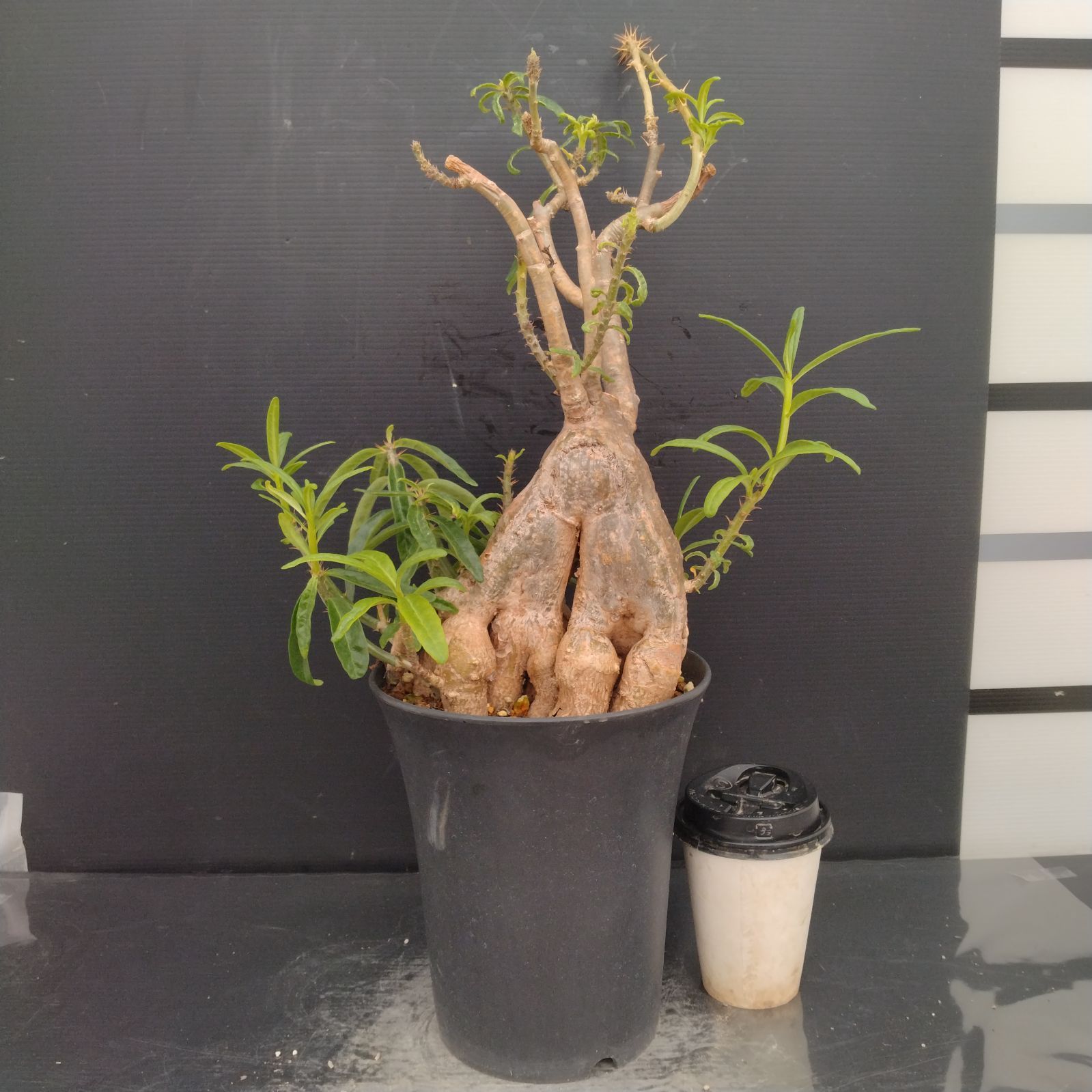 B215【自社養生株】パキポディウム ビスピノーサム（L）（現地球