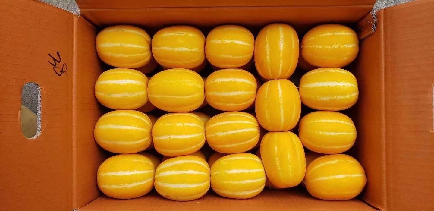 期間 韓国チャメ 業者直販 香瓜マクワウリ 10KG