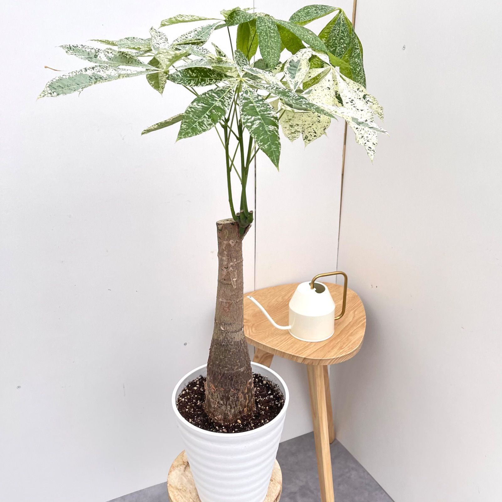 パキラ ミルキーウェイ 接木 2 現品 観葉植物 室内 7号