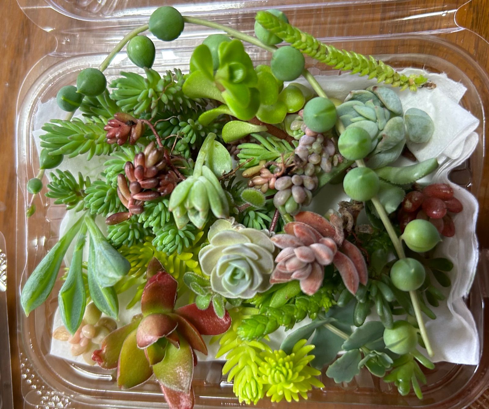 多肉植物 カット苗 お任せセダム達♡寄せ植えに - メルカリ