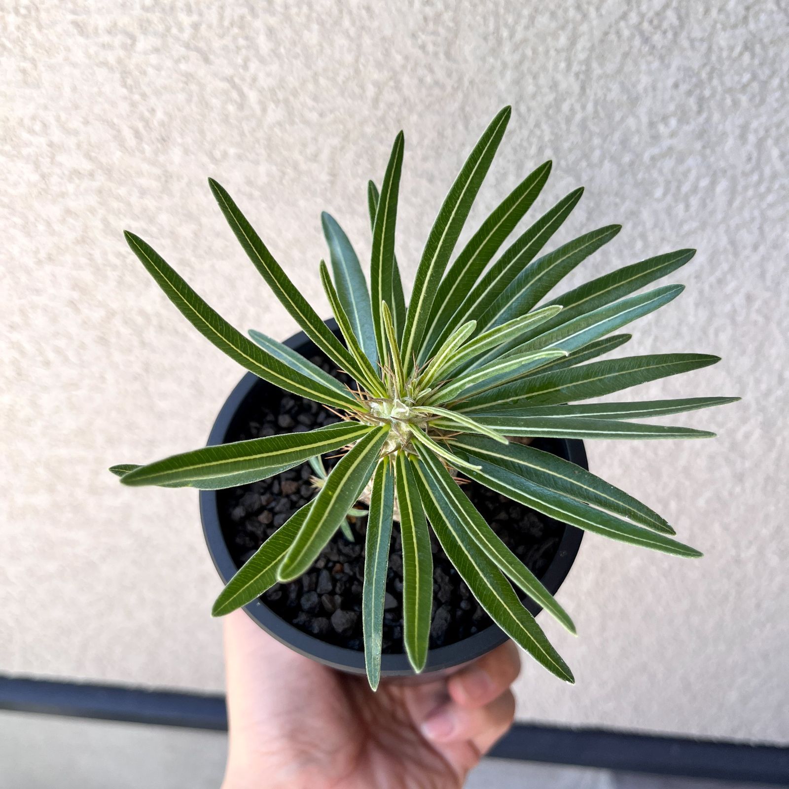 パキポディウム・グラキリス 実生株3年｜Pachypodium rosulatum