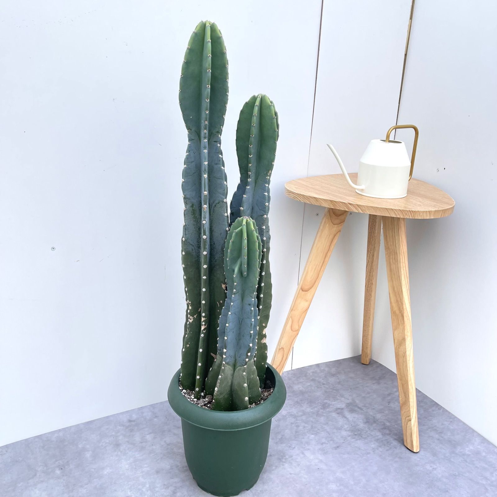 現品
