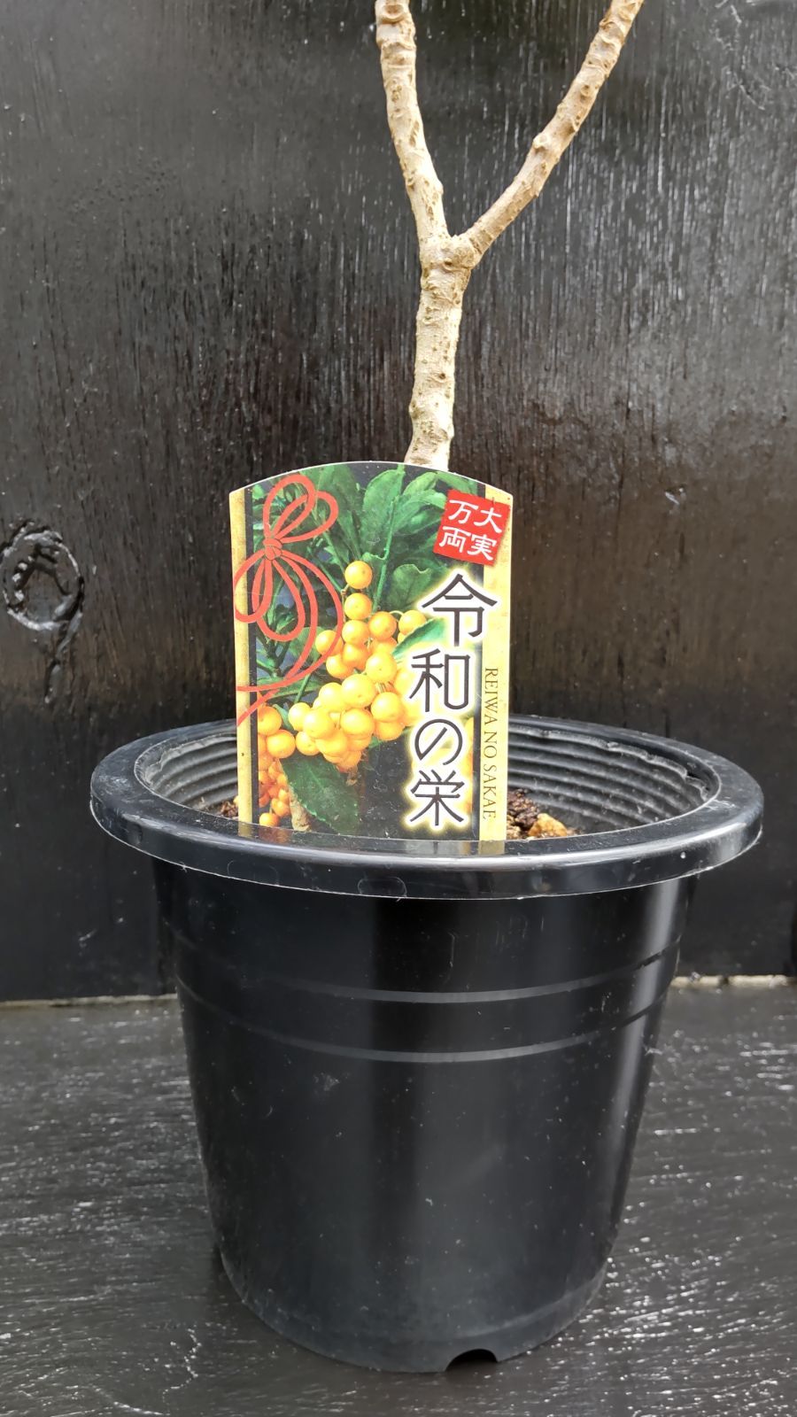 希少種 黄金万両 令和の栄